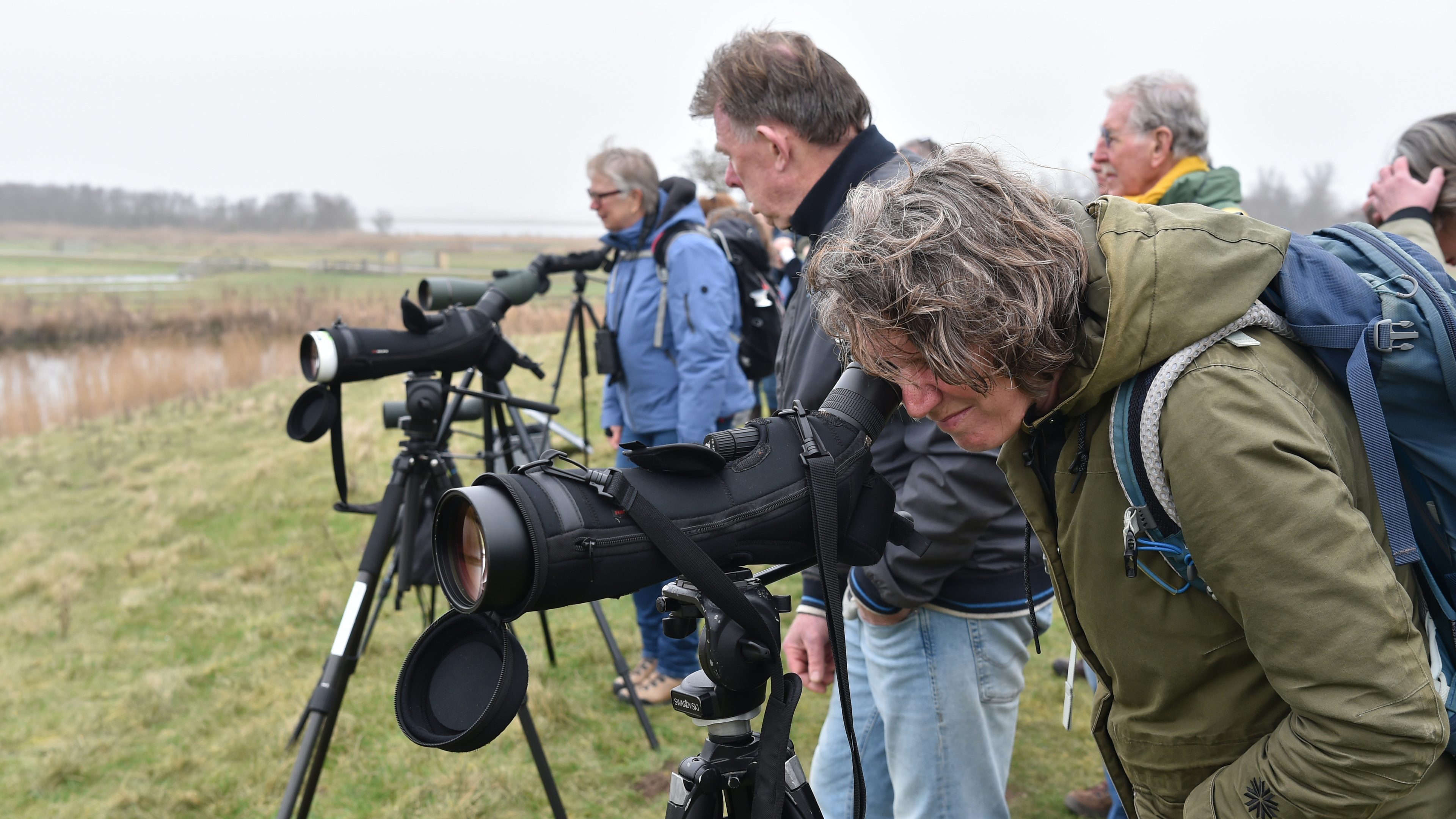 Binoculars out at Fort bij Krommeniedijk as black-tailed godwits return, but the national bird is slowly vanishing from the Dutch landscape. 'A bit sad'