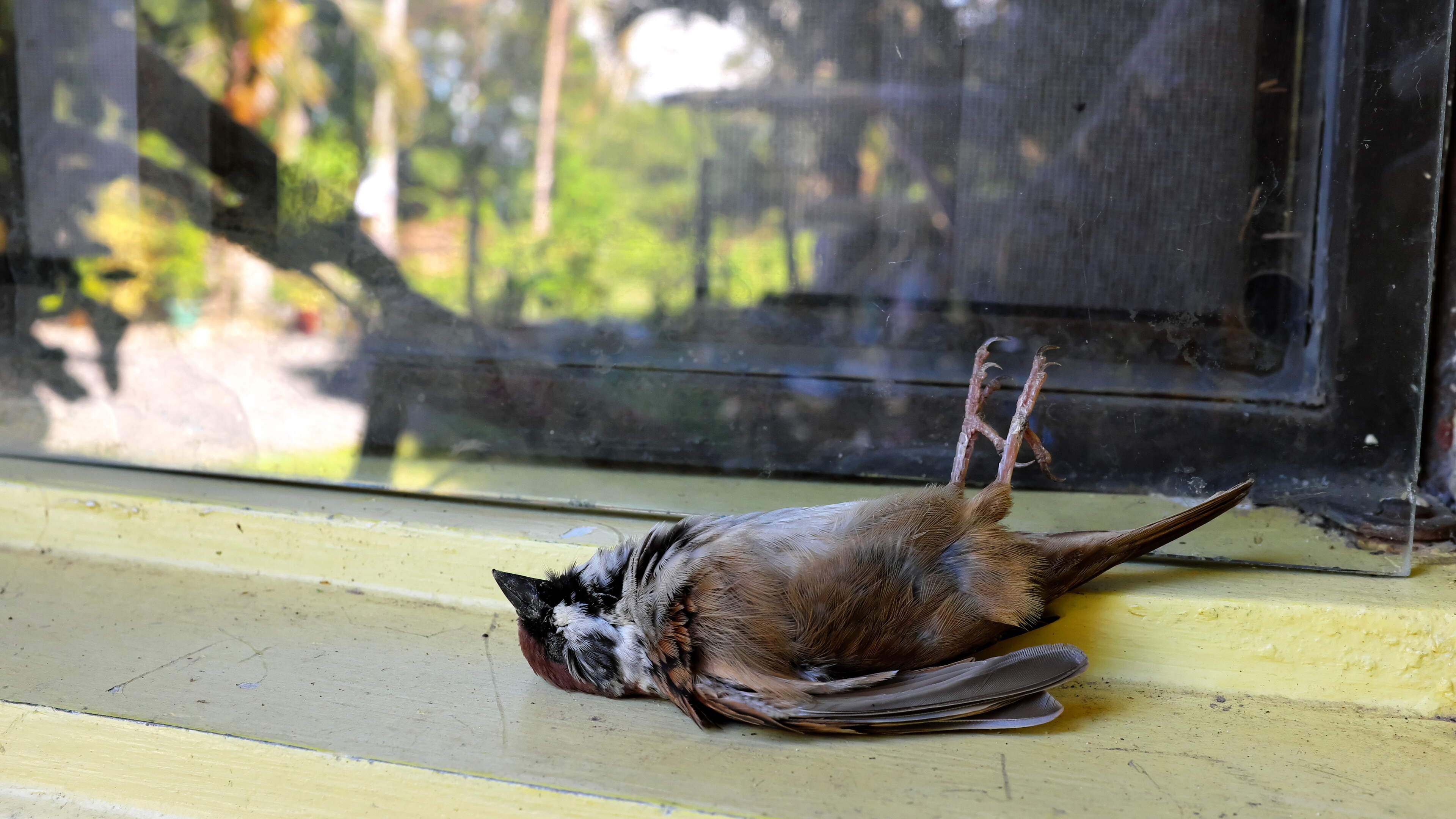 Why birds fly into windows and how to prevent it: ‘It is almost always fatal’