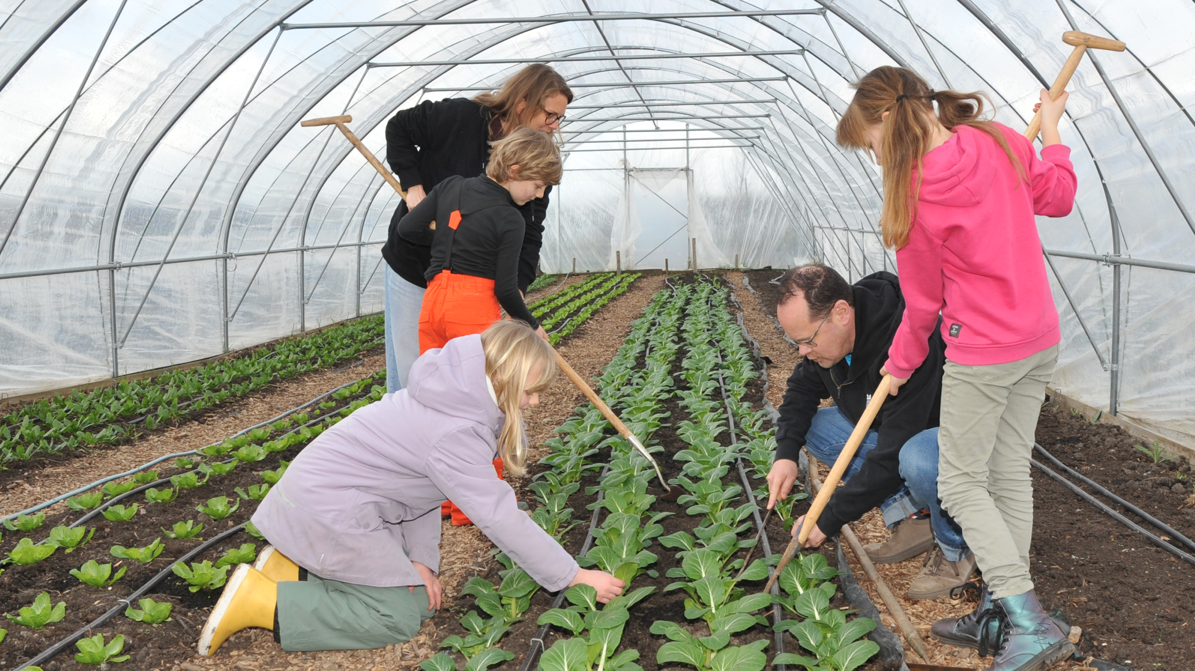 Forgotten vegetables rediscovered at Herenboerderij Rorik in Beverwijk. 'I received a golden shovel'