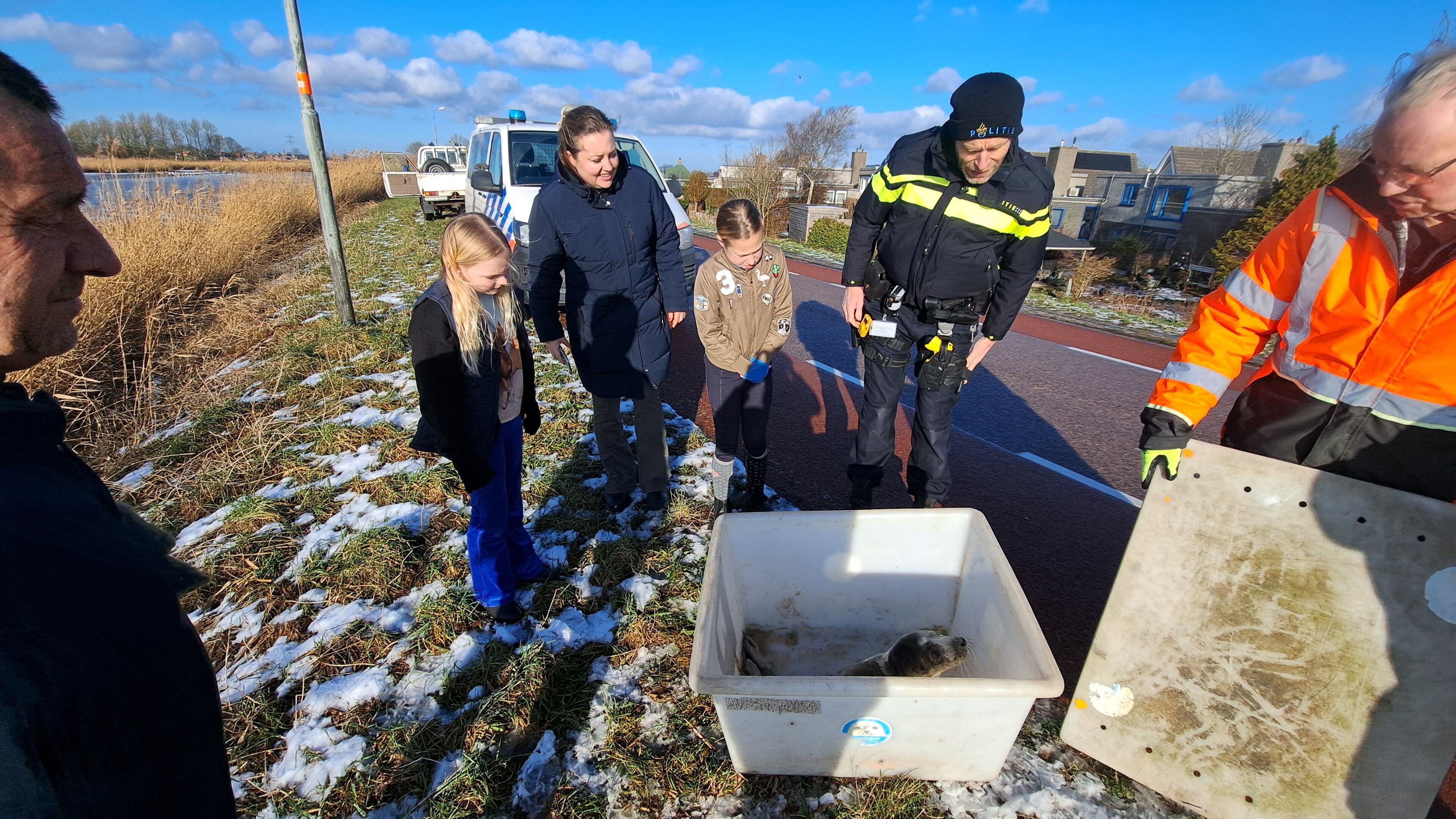 Zeehondje op de Drechterlandsedijk bij Ursem gered door doortastende buurvrouwen
