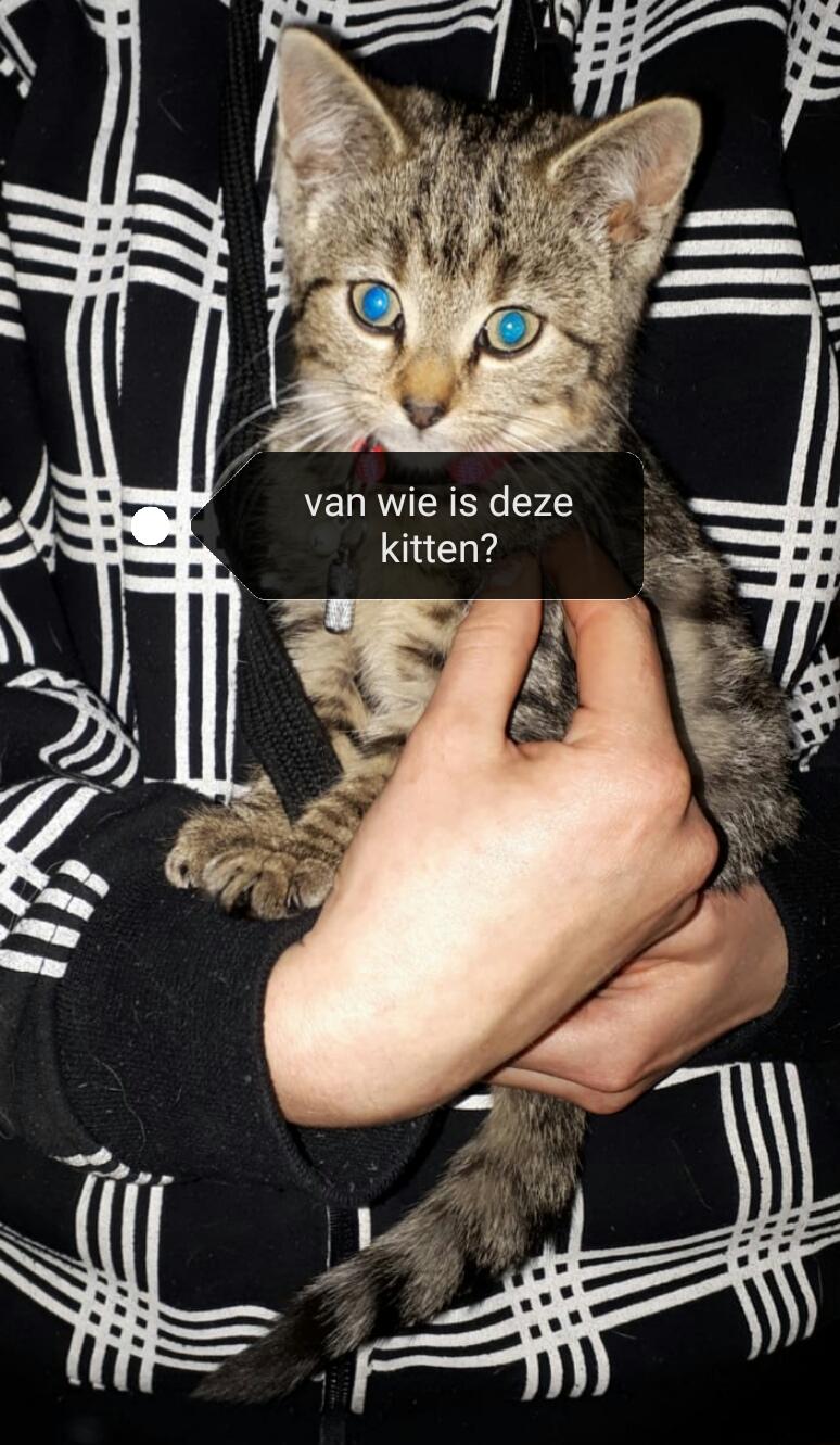 Katjes in berm van Hauwert achtergelaten; politie zoekt oudere man in Mercedes