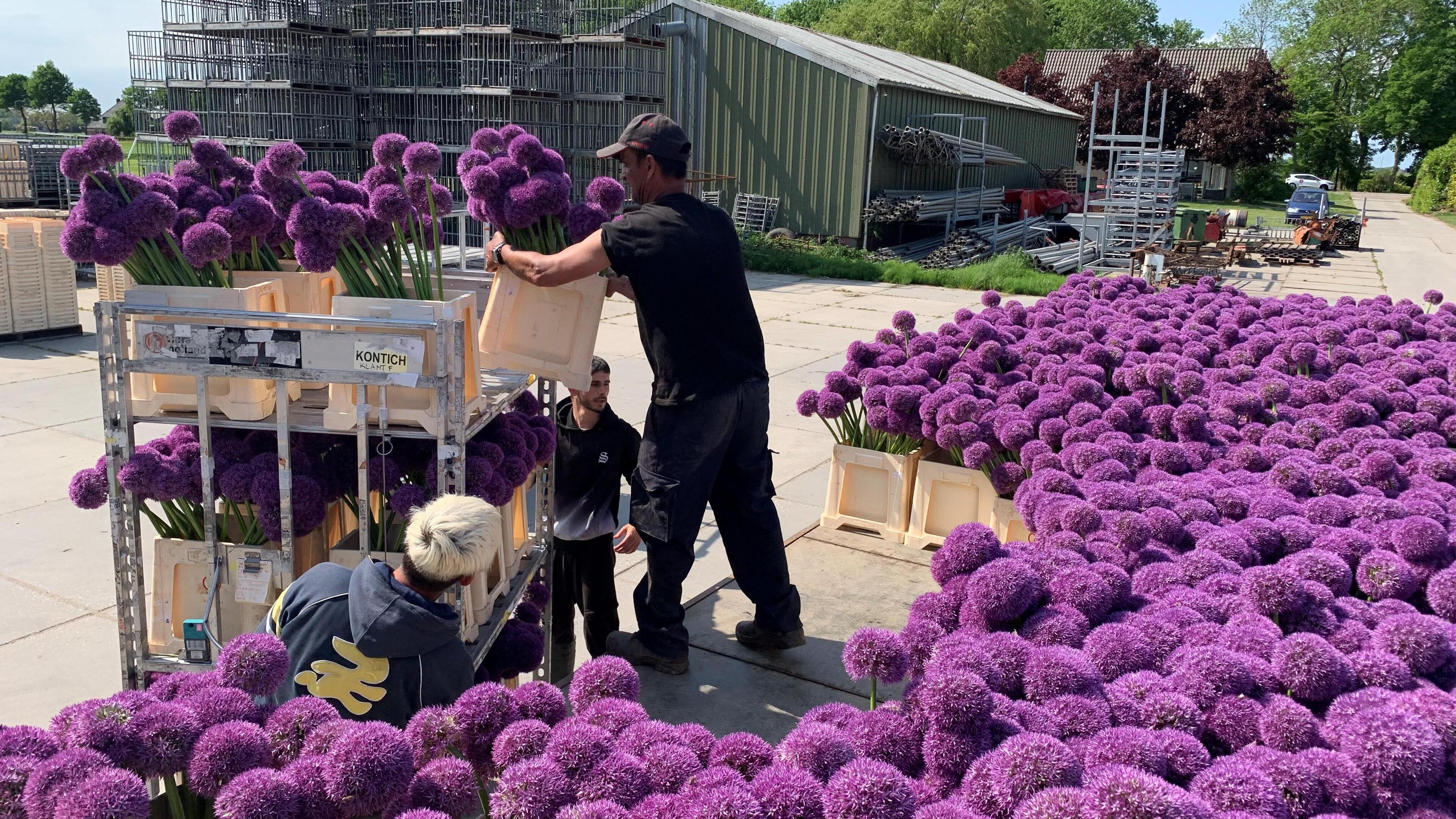 Allium beleeft in Zwaagdijk eerste etappe als snijbloem, op weg naar de veiling