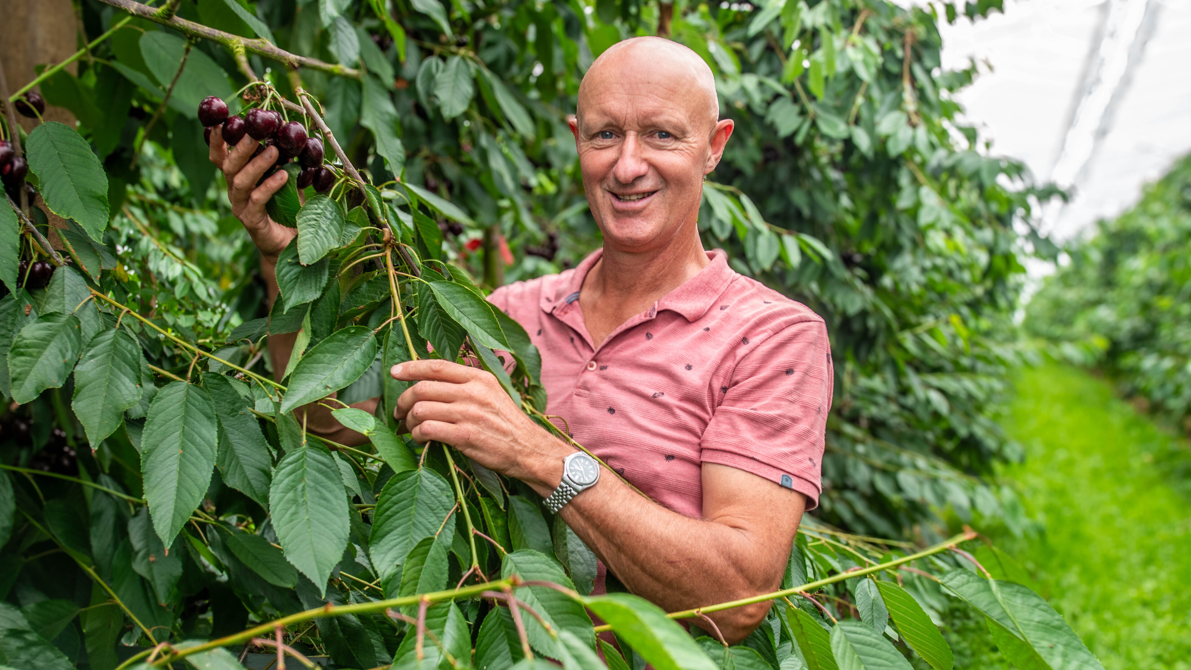Perfect voorjaar zorgt voor mooie kersenoogst bij Entius