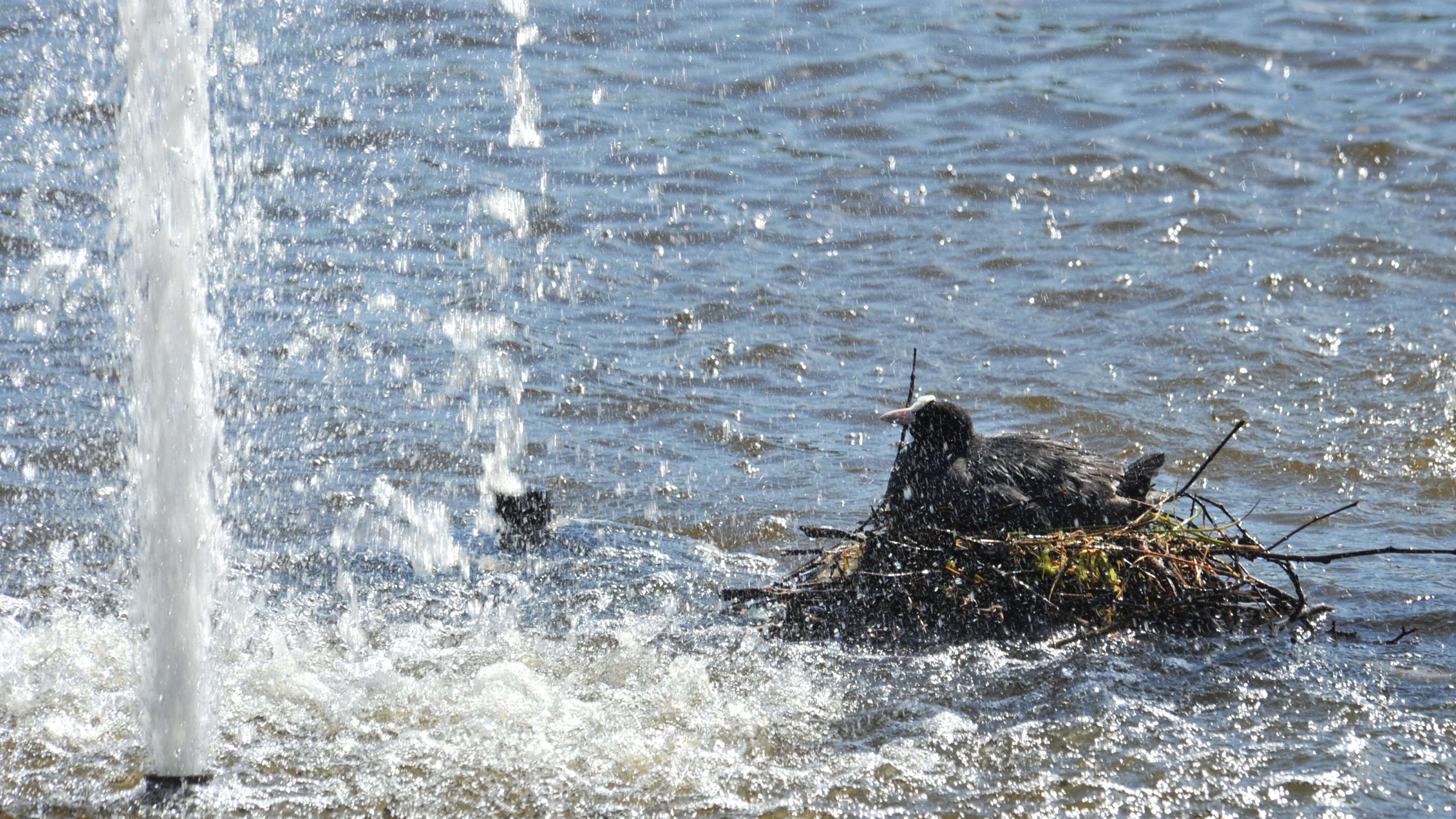 Fontein beschermt eieren van meerkoet tegen hongerige meeuwen: ’We laten hem gewoon aanstaan’
