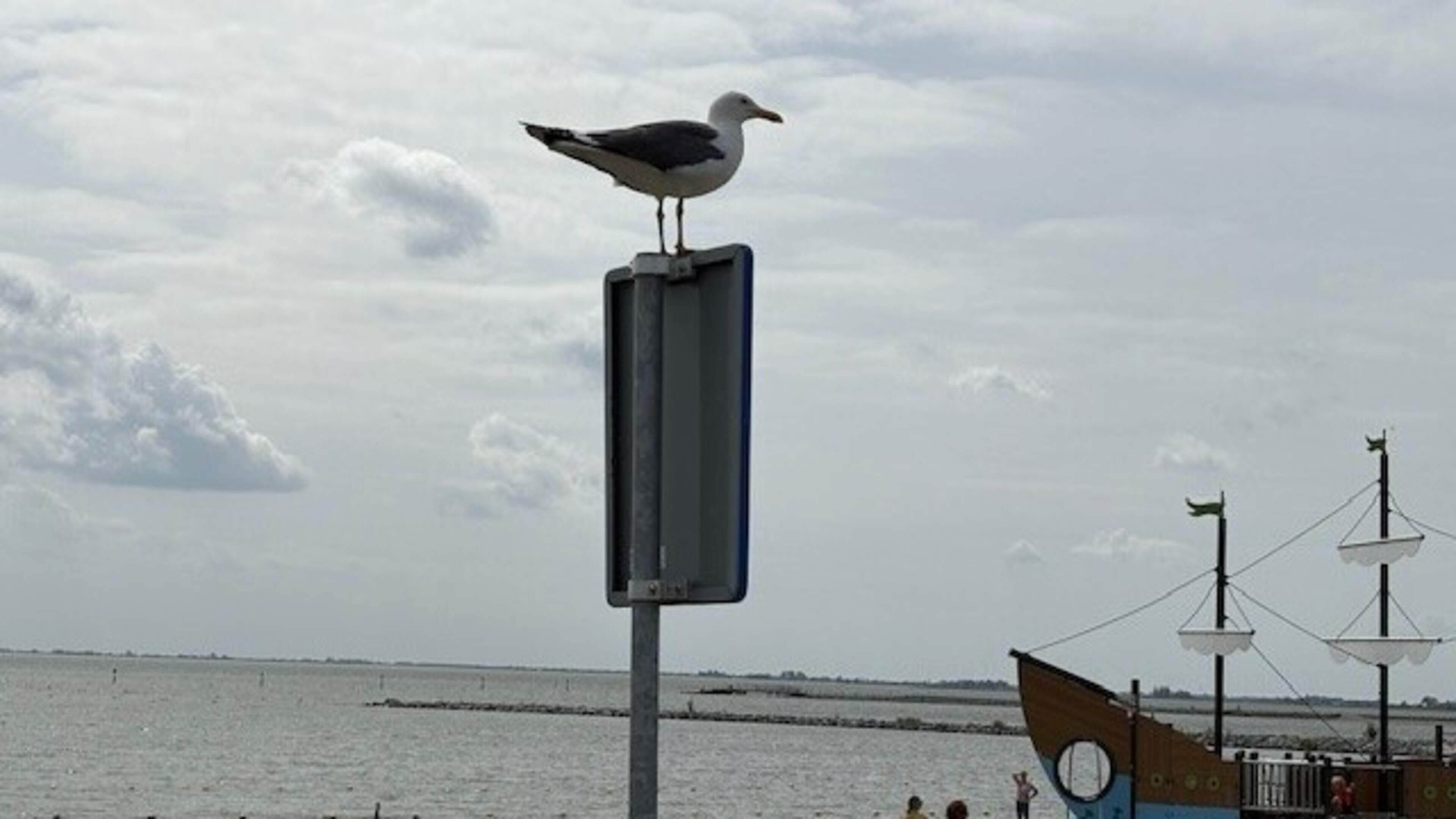 Voorkomen beter dan genezen: CDA Hoorn wil preventieve aanpak meeuwenoverlast