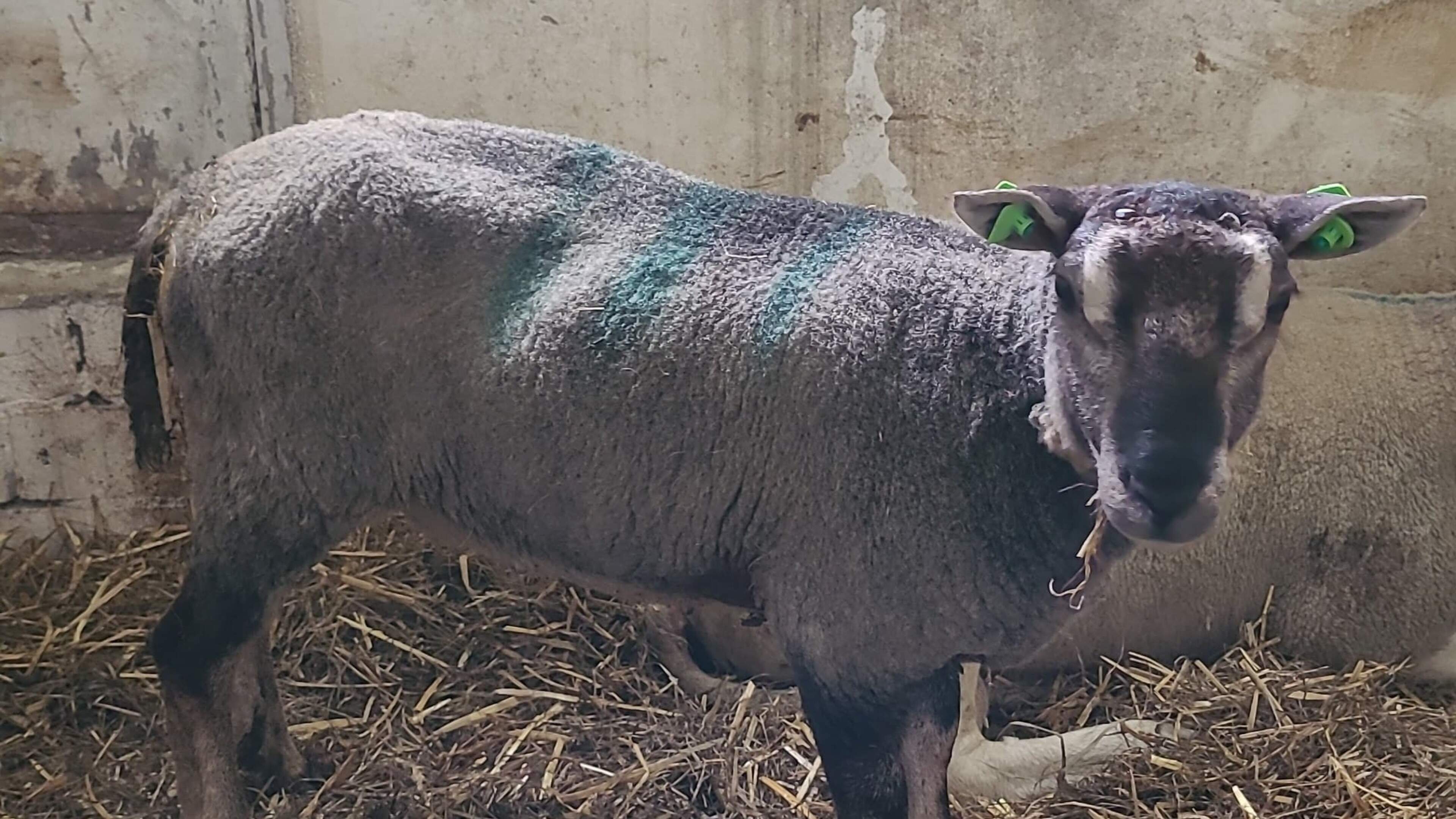 Schaap Hoop werd gered van illegale slachterij in Warmenhuizen. ‘Dit wordt lastig, zei de dierenarts