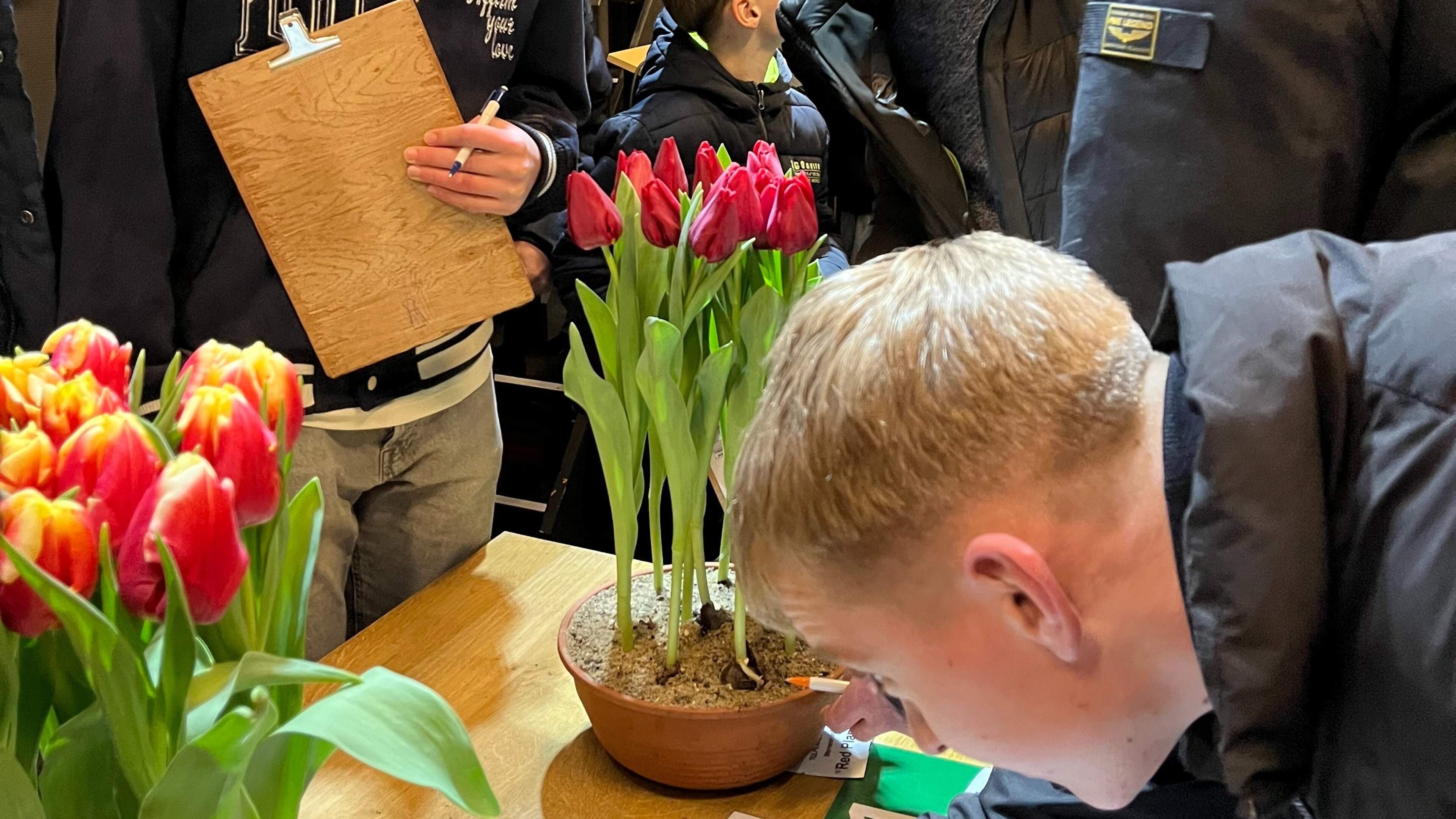 Obdam wint tweede tulpenkeuring Wervershoof met eerste topscore