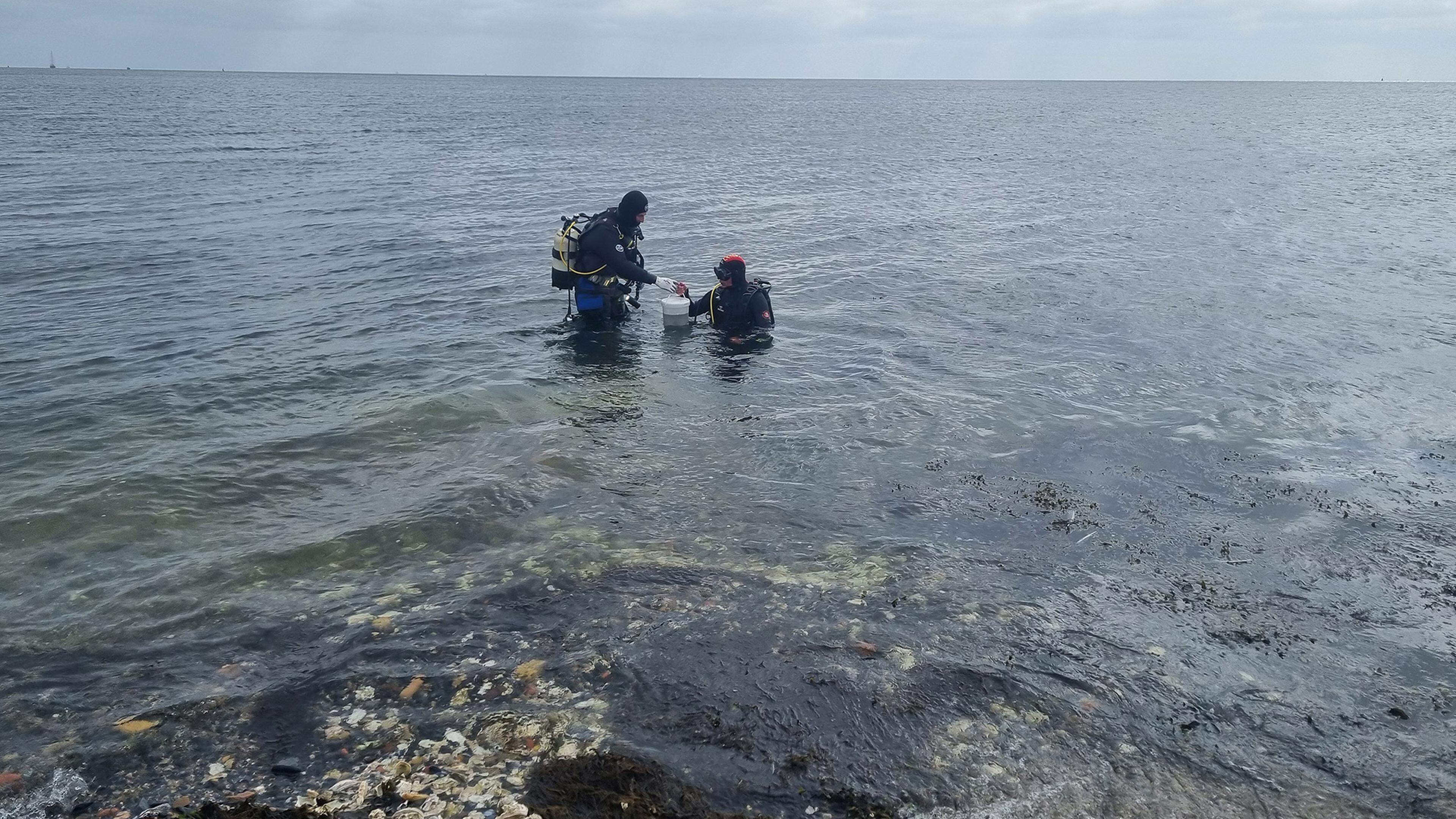 Duikers brengen bij Ecomare overwinterde zeepaardjes terug naar zee