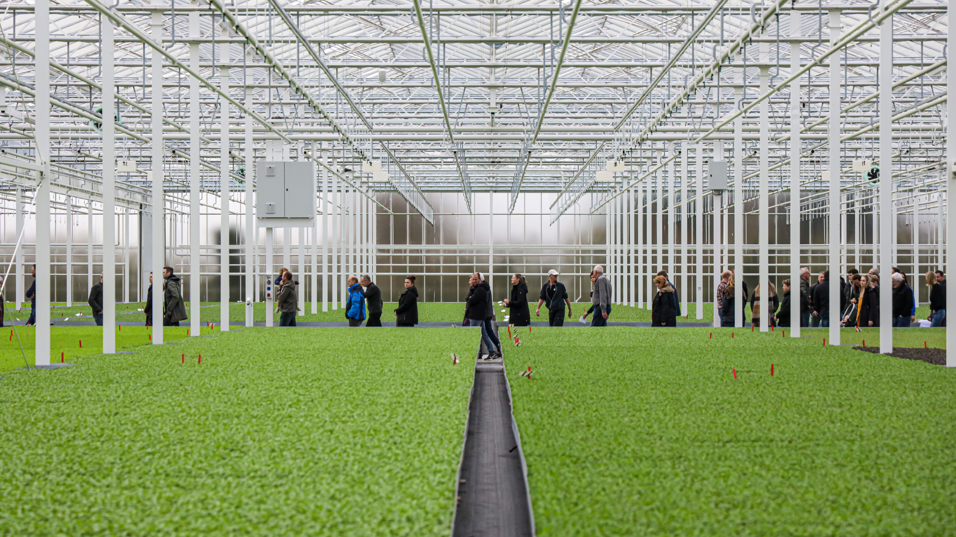 Glastuinbouwbedrijven in Het Grootslag bieden kijkje in de kas