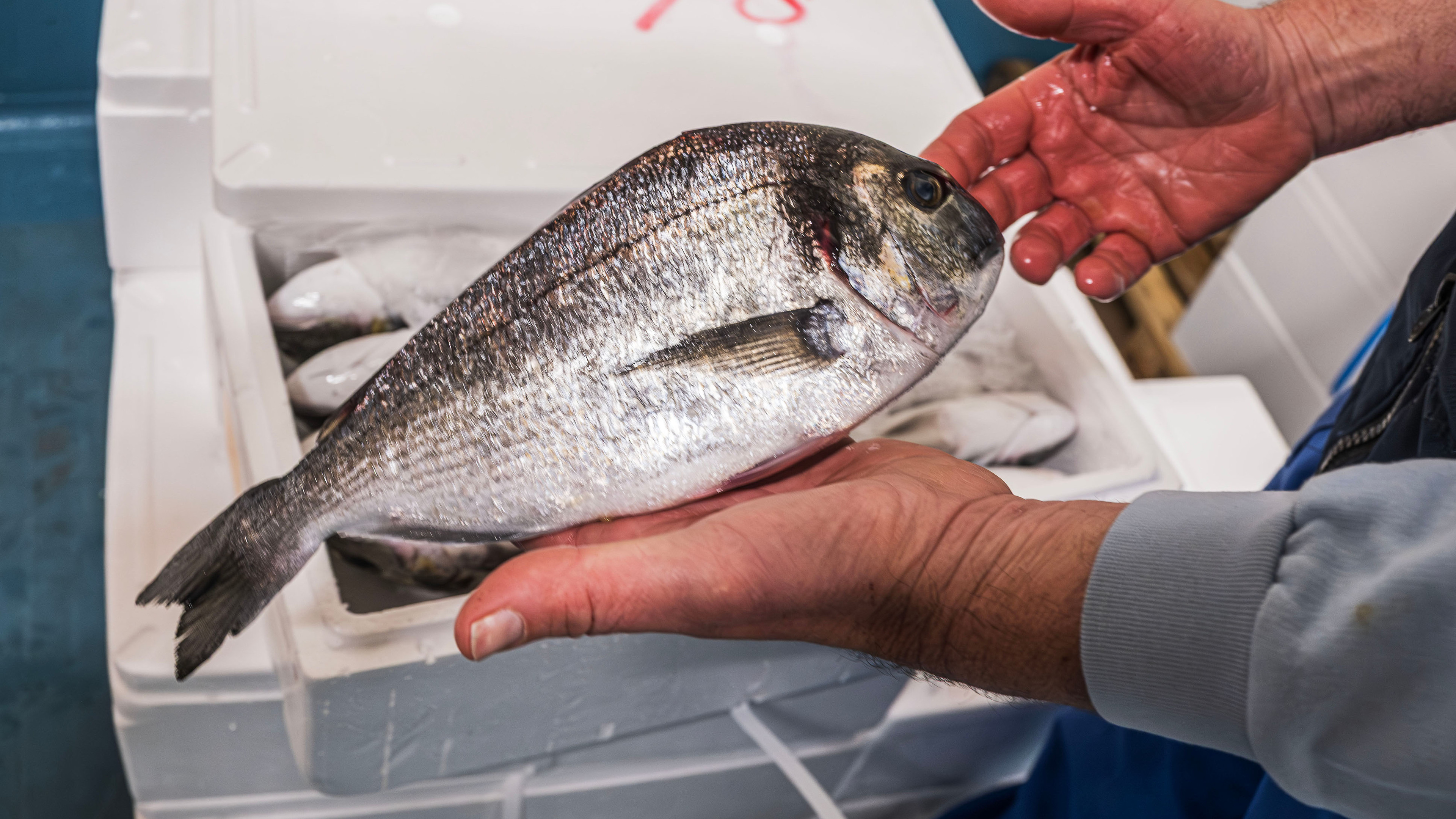 A look inside Vishandel Tel in IJmuiden: ‘Certain fish species you should just stay away from’