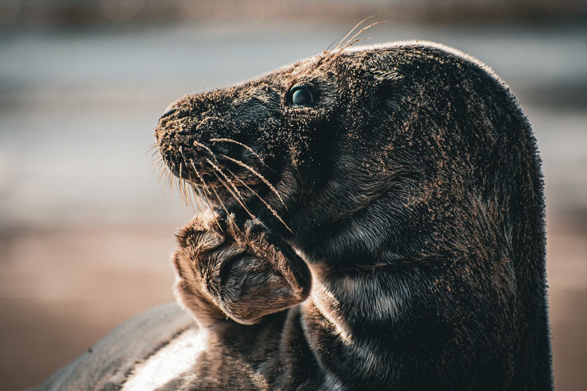 Zien: Julia Rotgans schiet prachtige foto’s van jong zeehondje in Bergen aan Zee