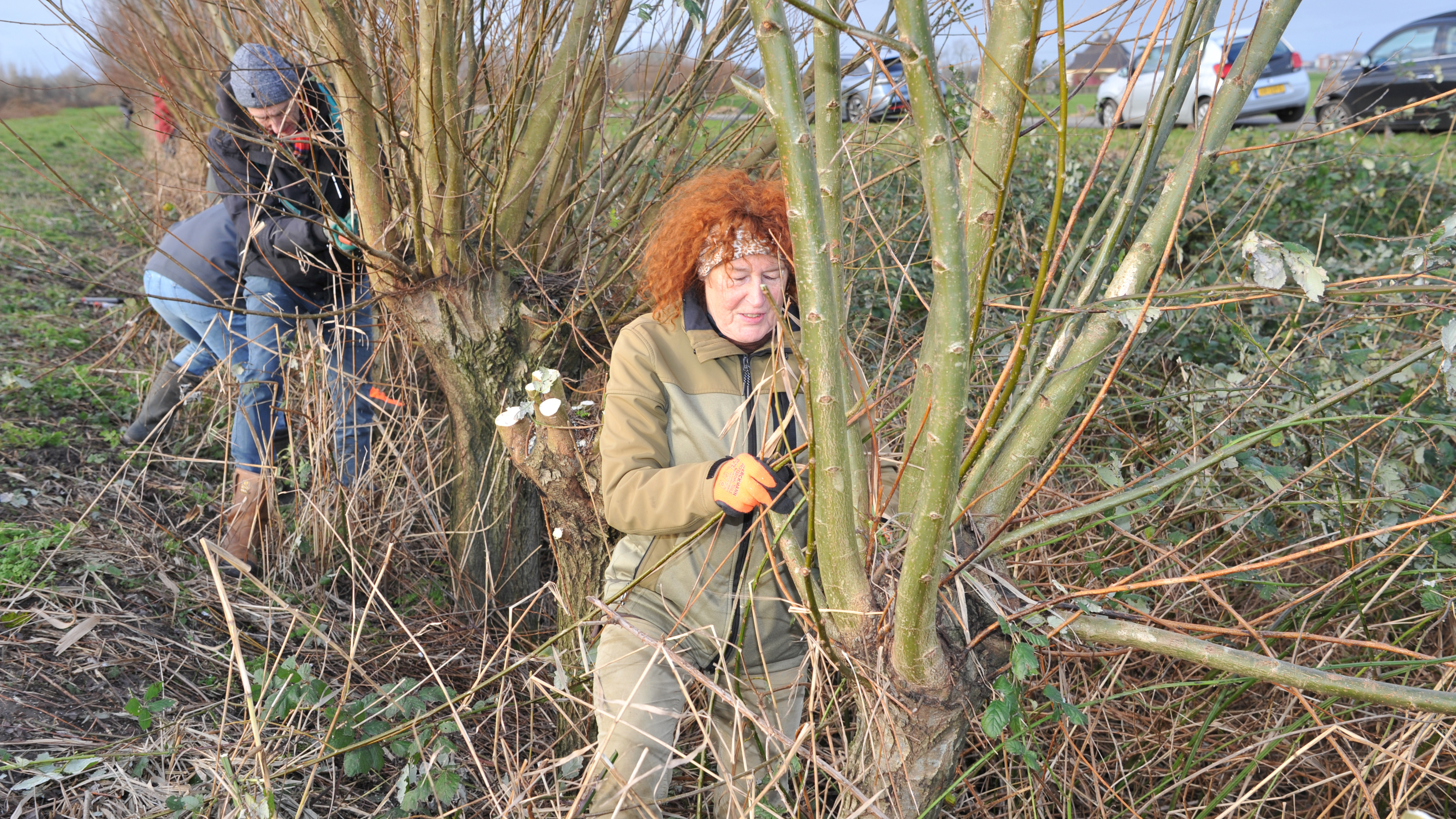 ‘Een heerlijk dagje in de natuur’: vrijwilligers knotten wilgen in Heemskerk