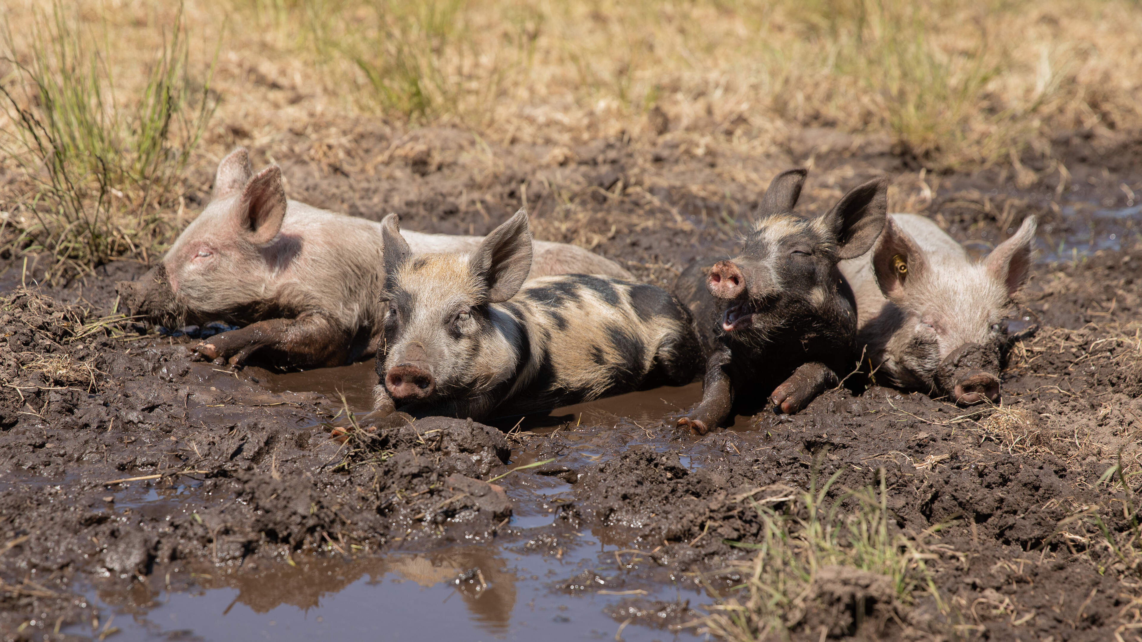 Many farm animals still unprotected in the sun: fines loom