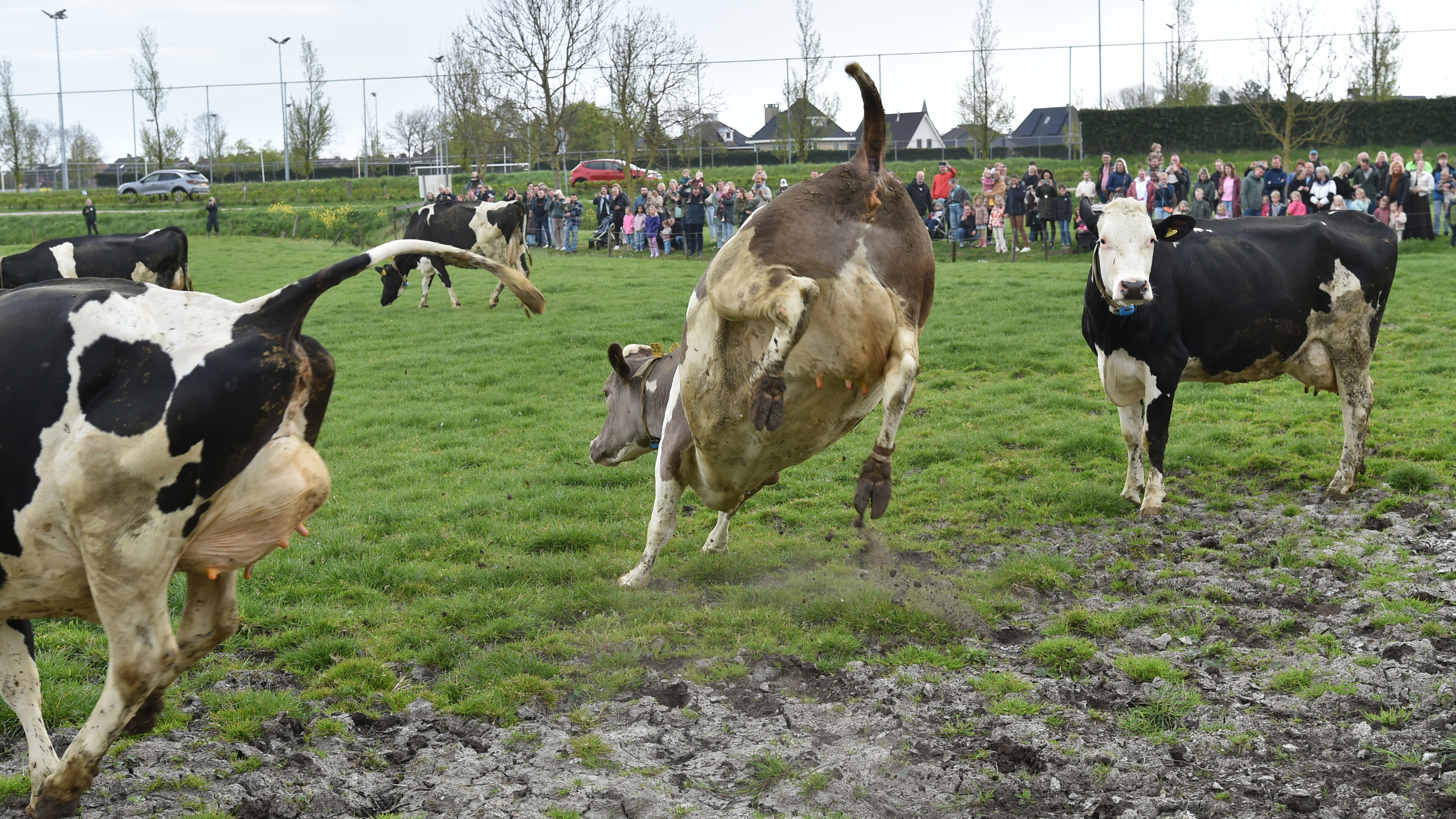 Cows at Het Kooghuis perform their 'cow dance' again: children from Uitgeest cheer along the fence