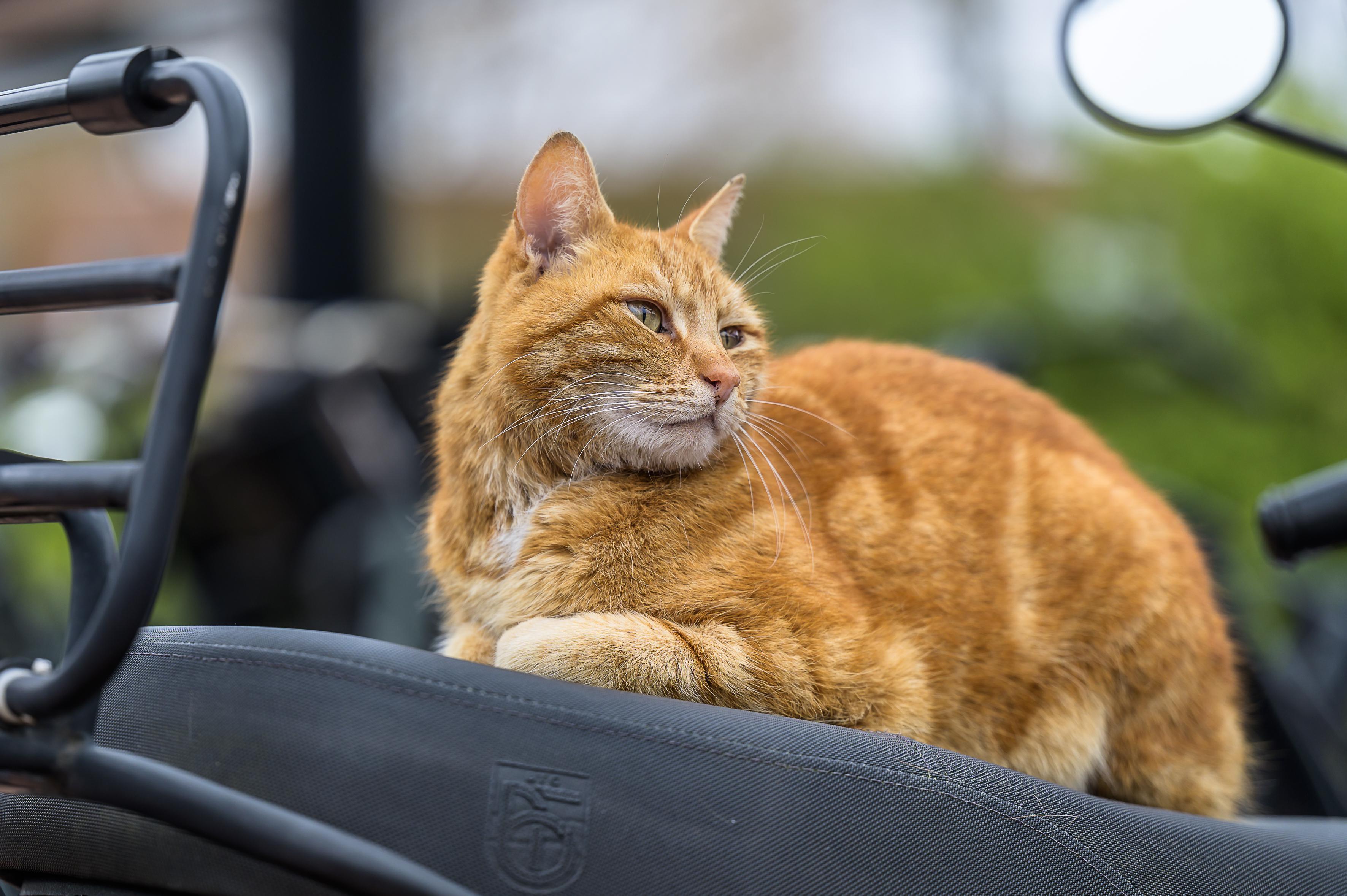 Beroemde stationskat Brammetje uit Purmerend overleden na aanrijding