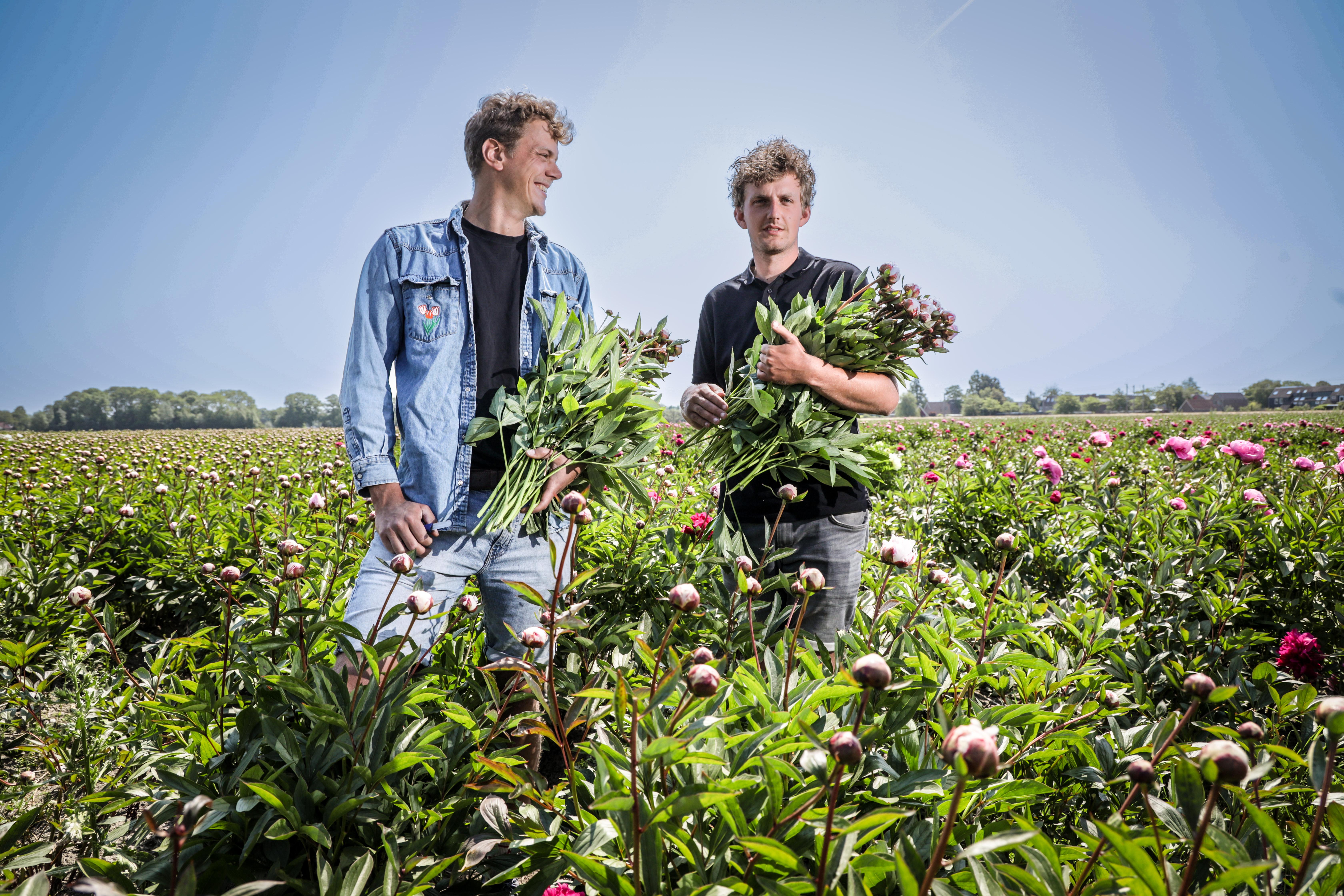Een Bourgondisch leven tussen de pioenrozen: bon vivants van agrarisch verbond DOKODA uit Niedorp ri