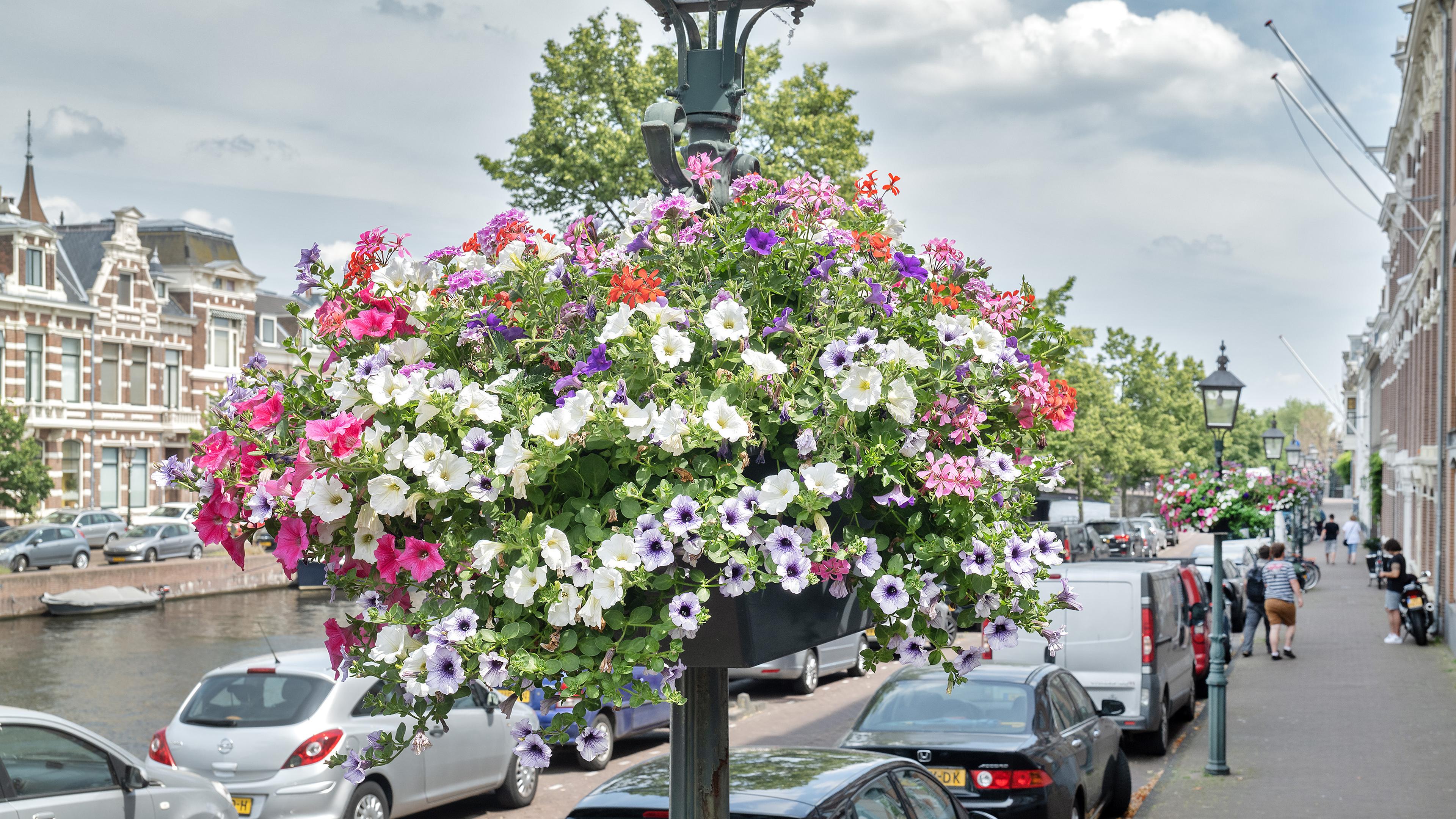 Dorpsentrees Koggenland worden verfraaid met vaste planten