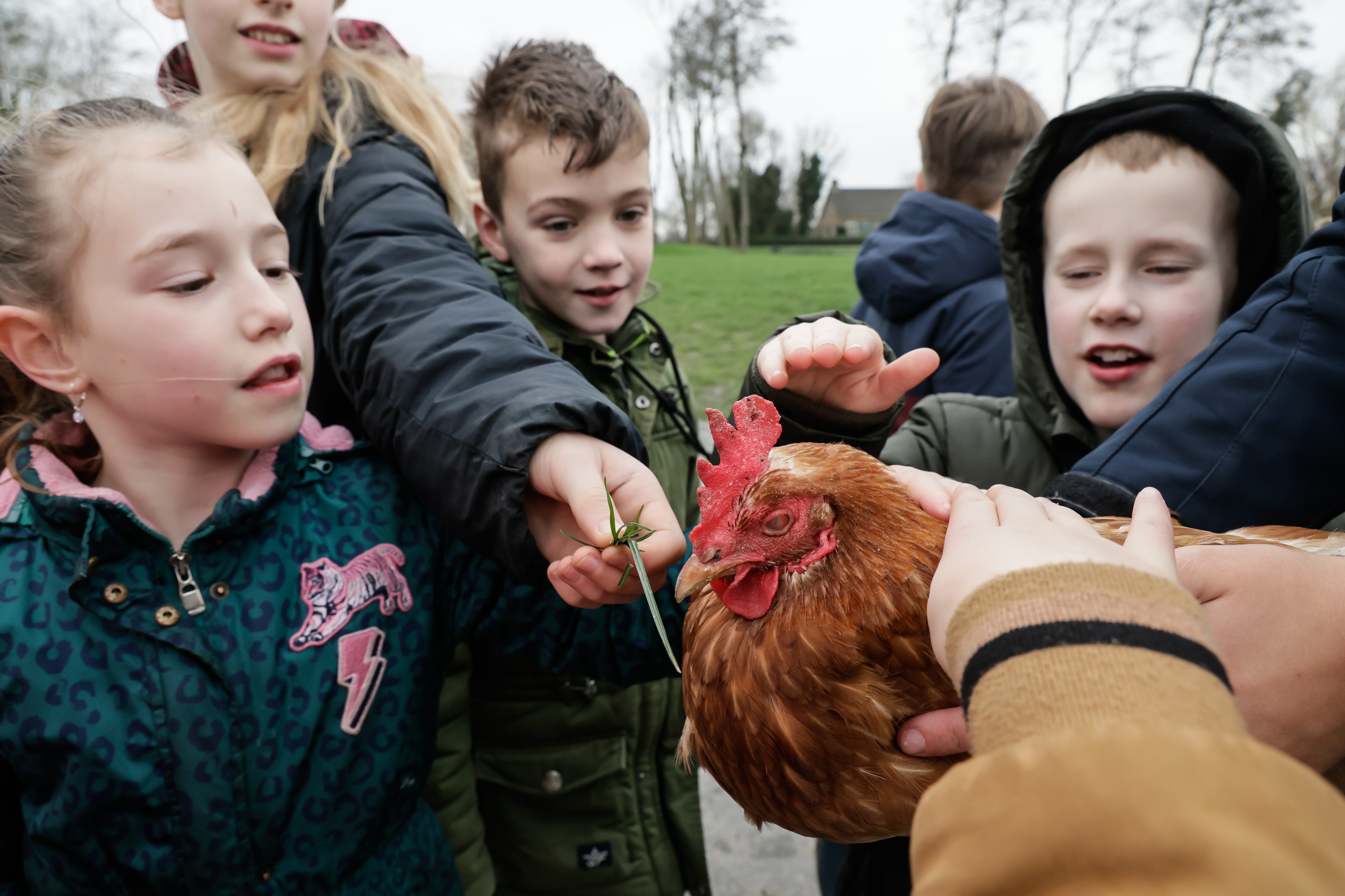 Tijdens Gabberweek de boer op: ’Ik ben bang voor kippen’