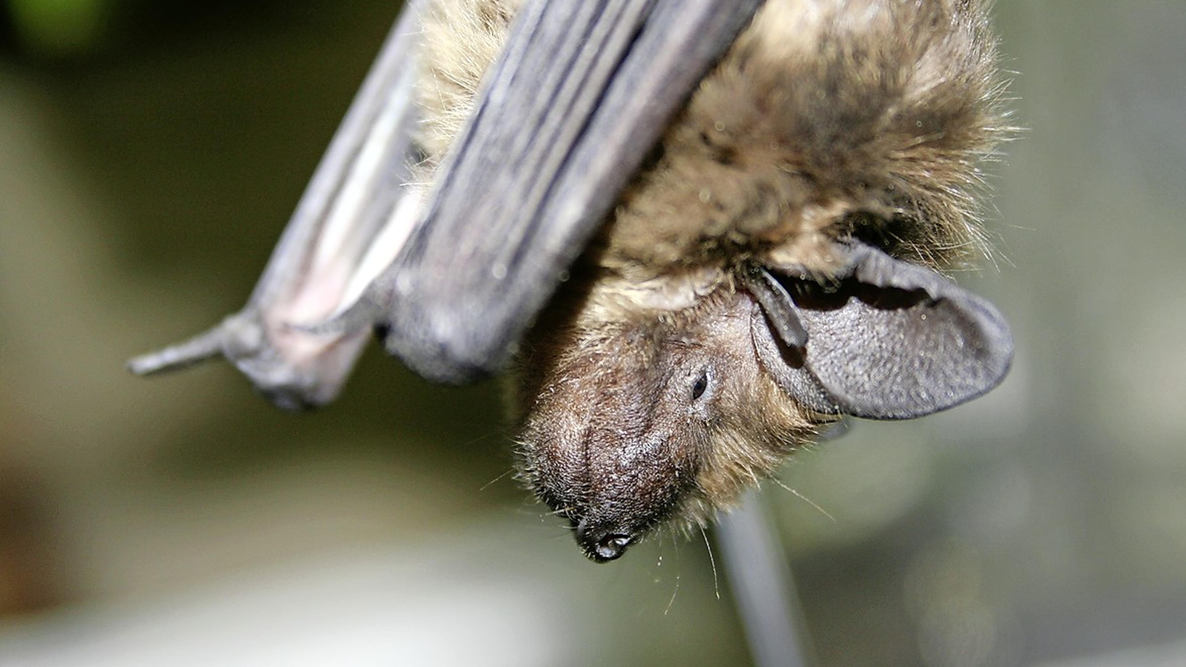 Heemskerk doet onderzoek naar beschermde dieren in woonwijken