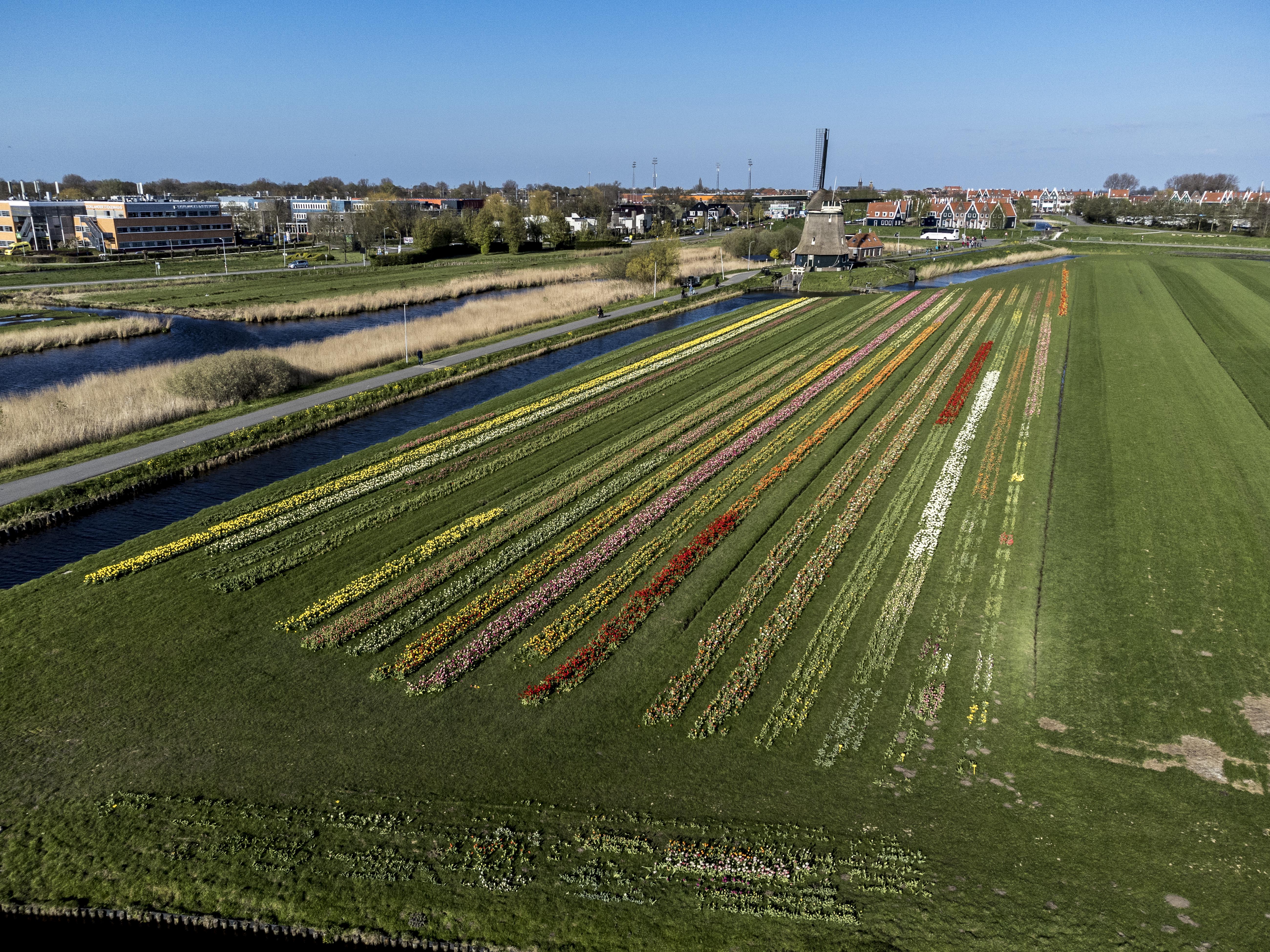 Verboden te plukken in de nieuwe tulpentuin bij molen De Kathammer | luchtfoto