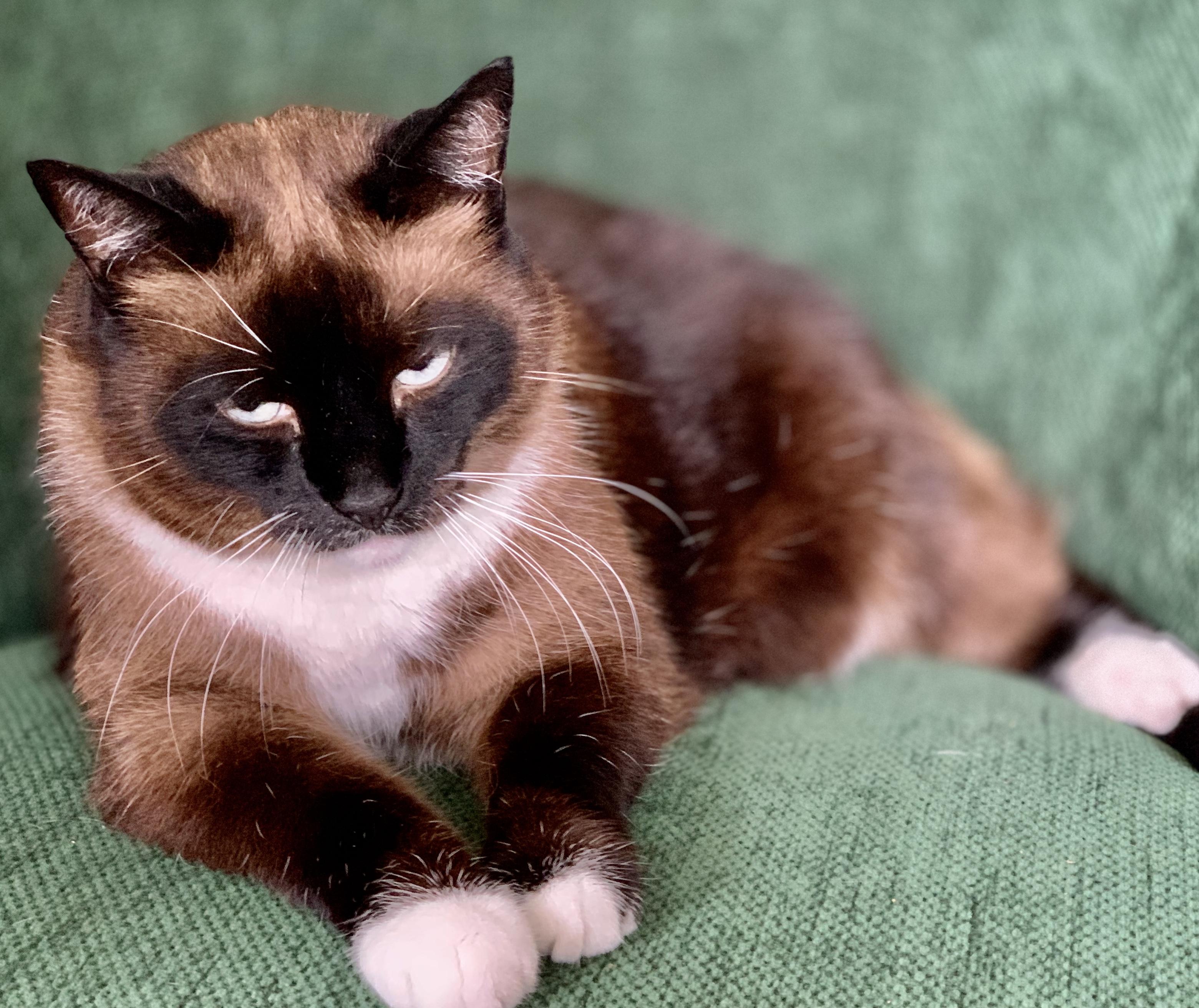 Katten zouden verantwoordelijk zijn voor de dood van tussen de 17 en