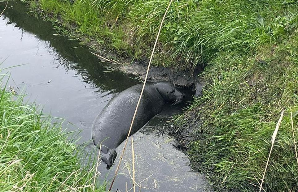 Pieterburen helpt verdwaalde zeehond uit de blubber in Callantsoog