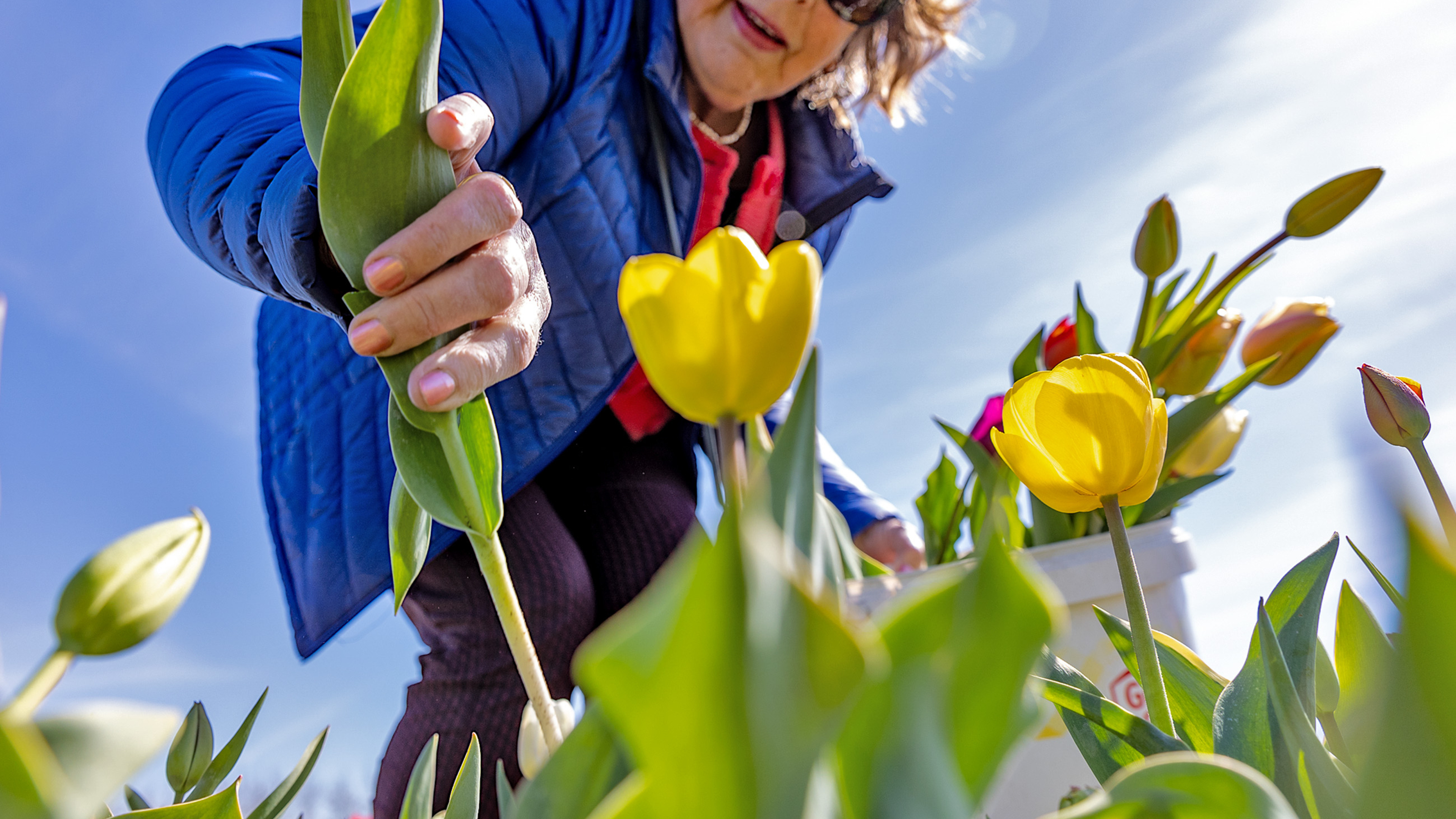 Met vijftig verschillende soorten tulpen de Pluktuin in Bakkum verlaten. ’Maar die heeft er ook wel 