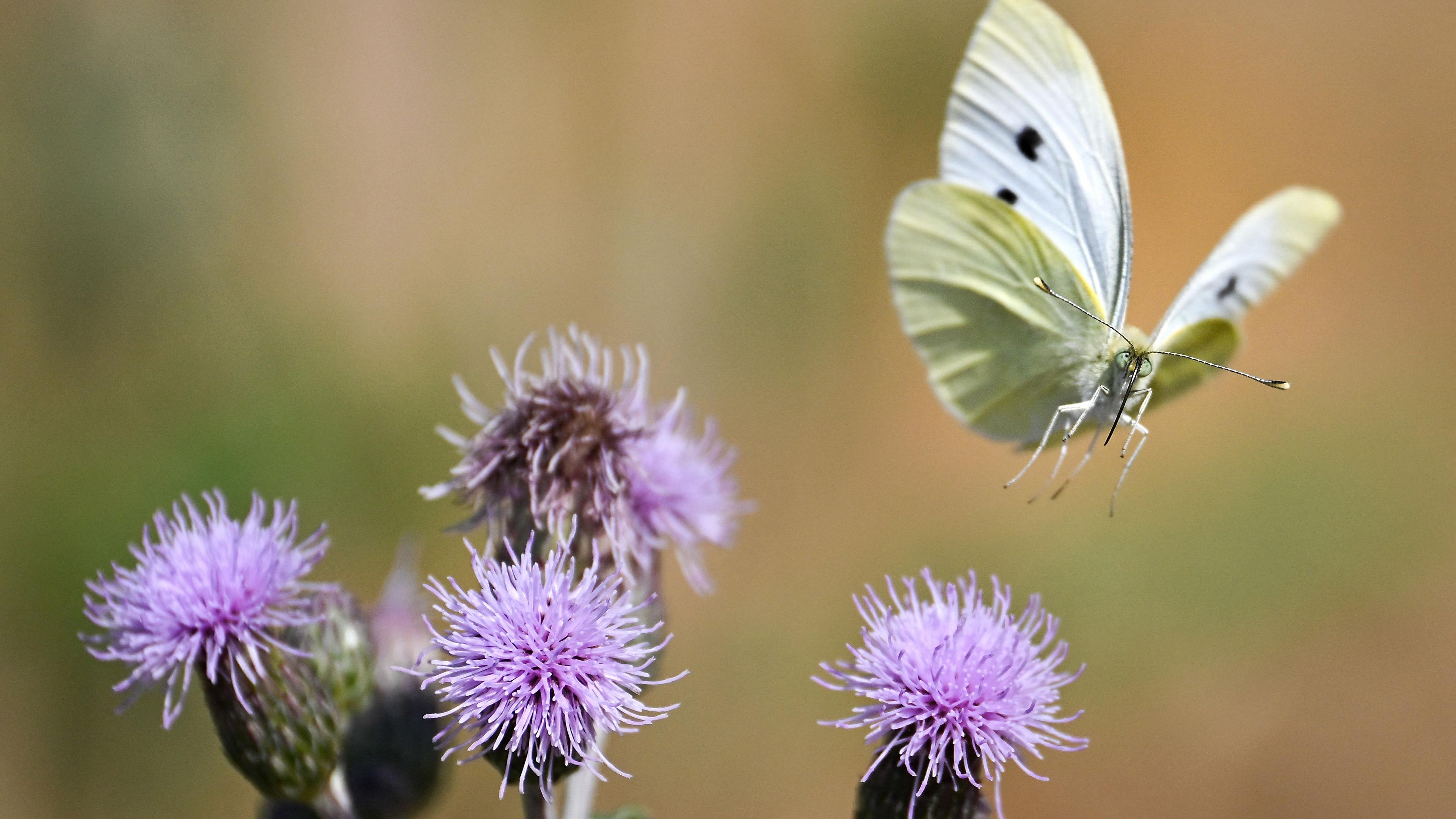 Leer alles over insecten in de kasteeltuin van Slot Assumburg in Heemskerk