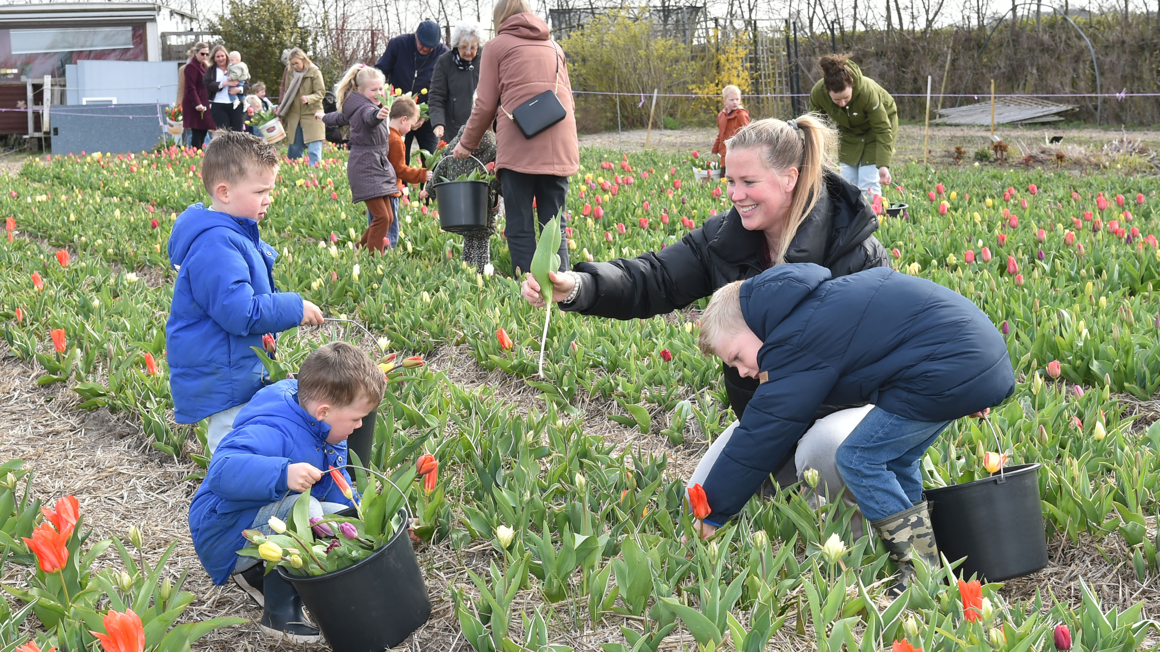 Choosing by color at Pluktuin Bakkum's season opening: 'ChatGPT said we could pick tulips here'