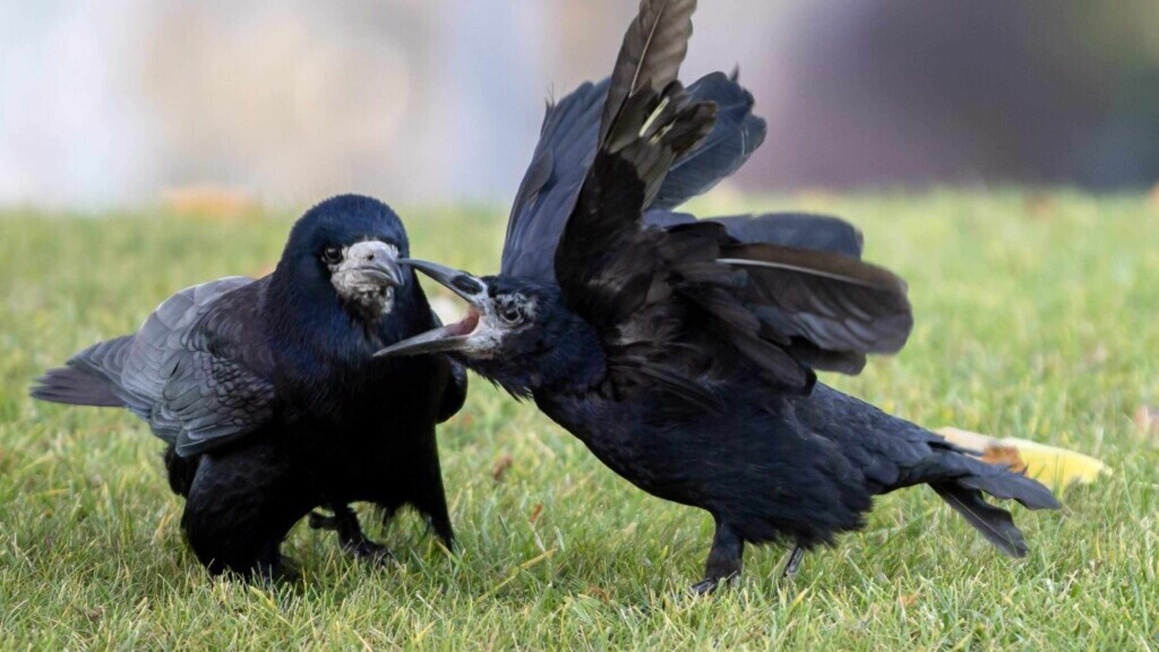Doden van kraaien en kauwen op Wieringen mag doorgaan. Noodzakelijk om weidevogels te beschermen