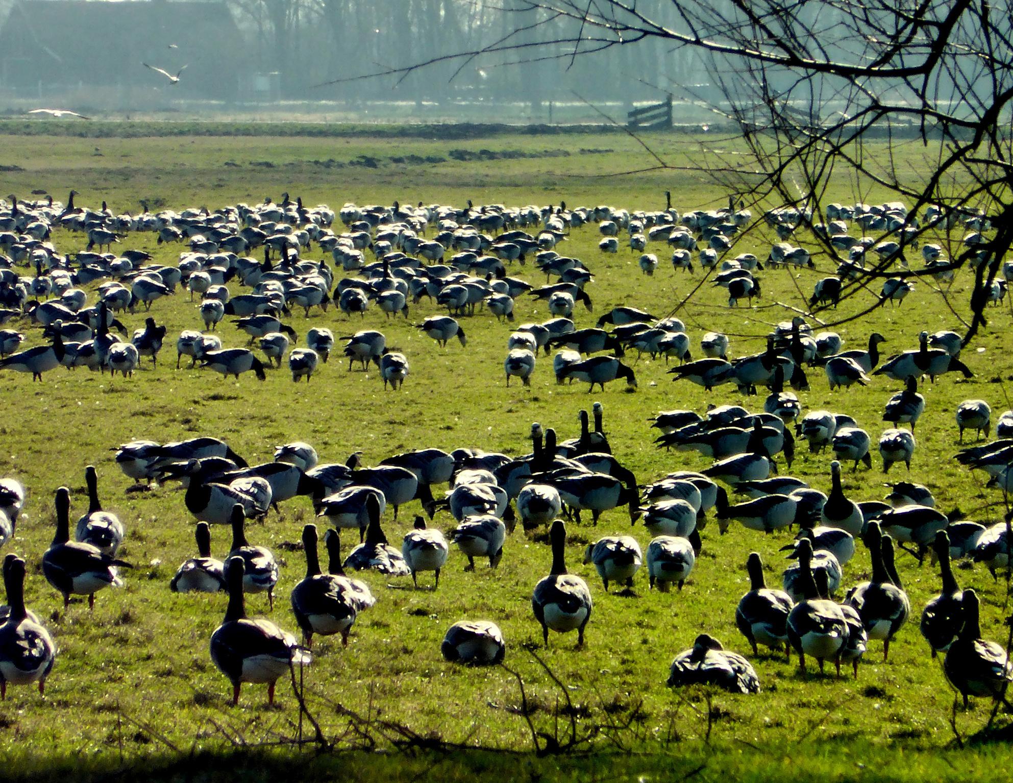 ’Extreme ganzenoverlast in Polder Zeevang moet aangepakt worden’; agrariërs zetten gemeente Edam-Vol