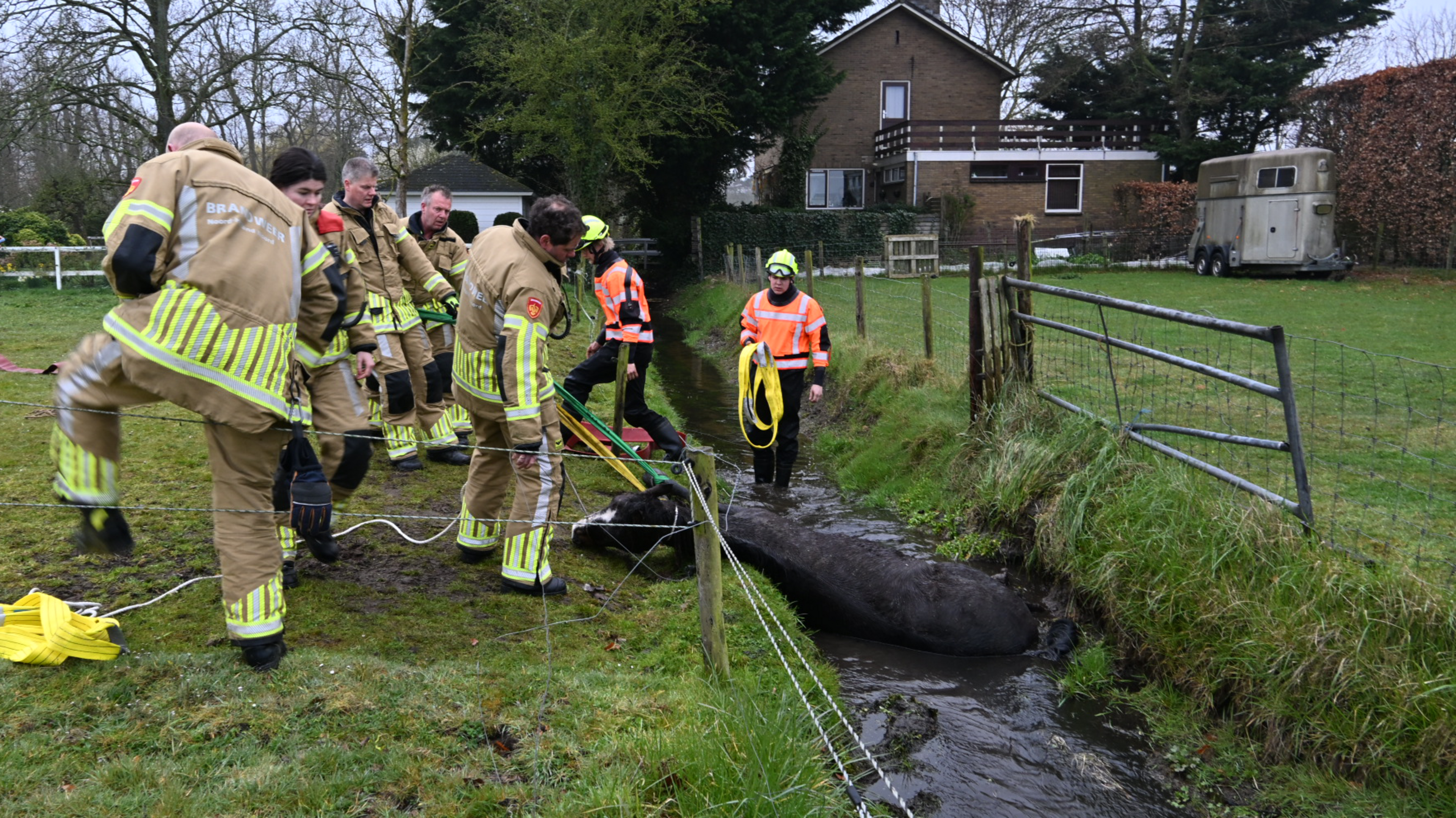 Rescue operation for horse in ditch in Castricum