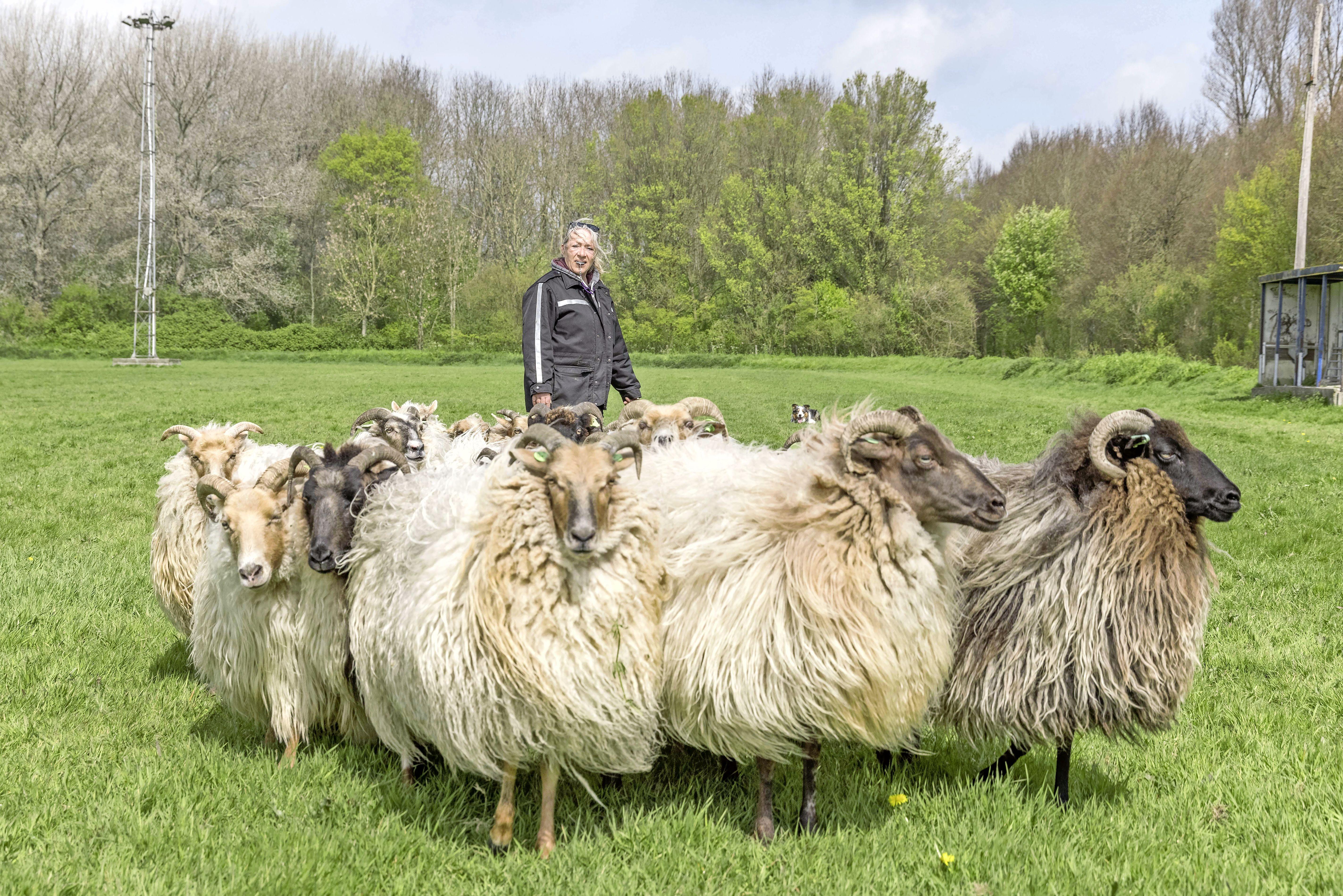 Bijzondere kudde Drentse heideschapen dreigt in Westwoud te verdwijnen: ‘Zonder nieuw land moet ik m