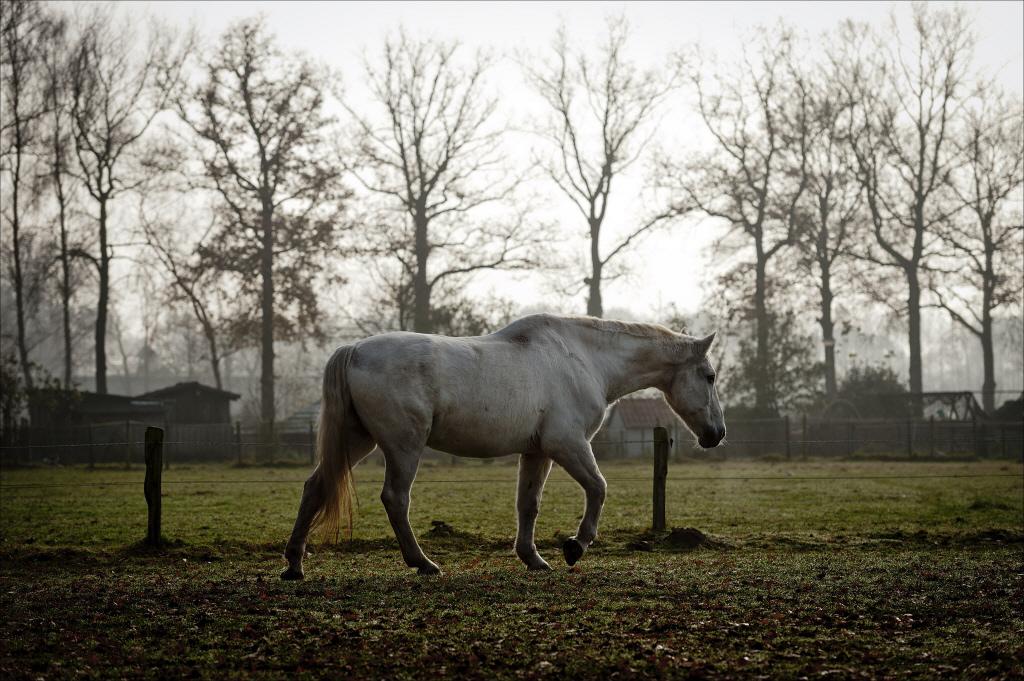 Inwoner Opperdoes is overlast paarden bij buren meer dan zat