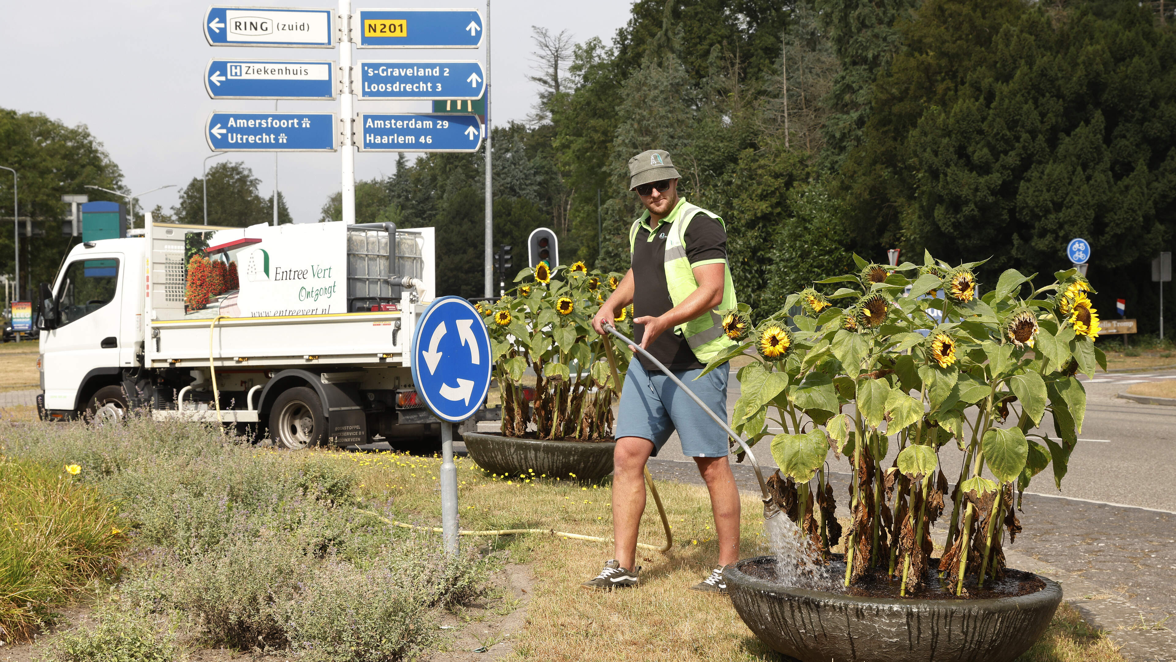 Three questions about young plantings in Heemskerk: Who is watering them on these scorching hot days?