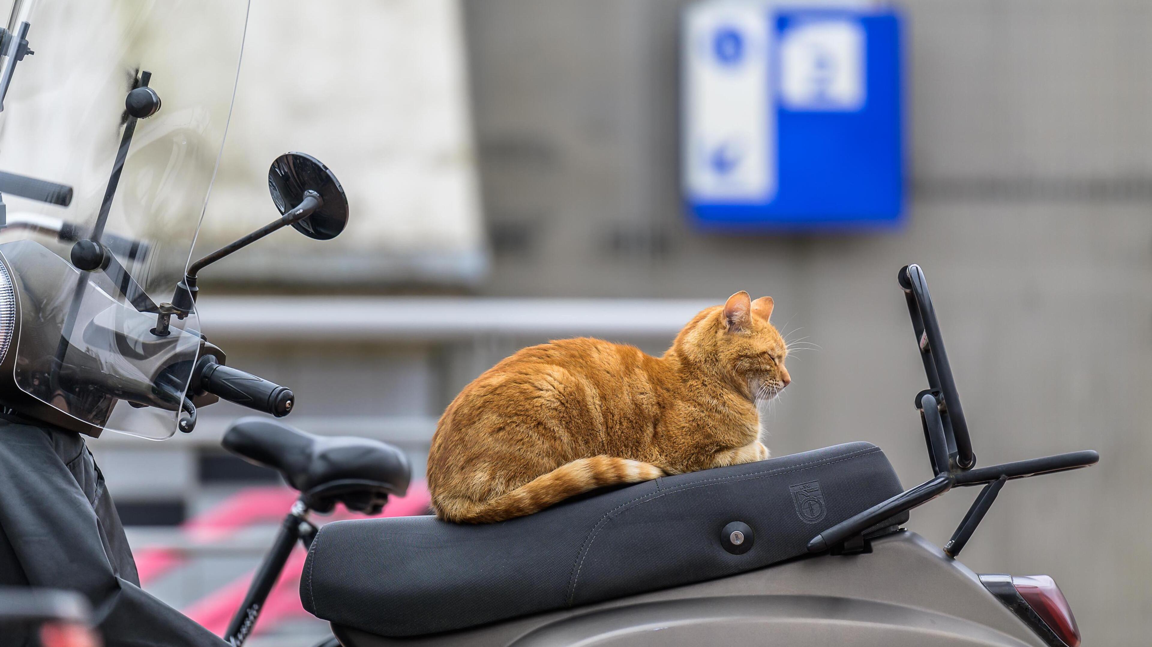 Purmerend rouwt om overlijden van stationskat Brammetje, de oranje allemansvriend met een dubbelleve