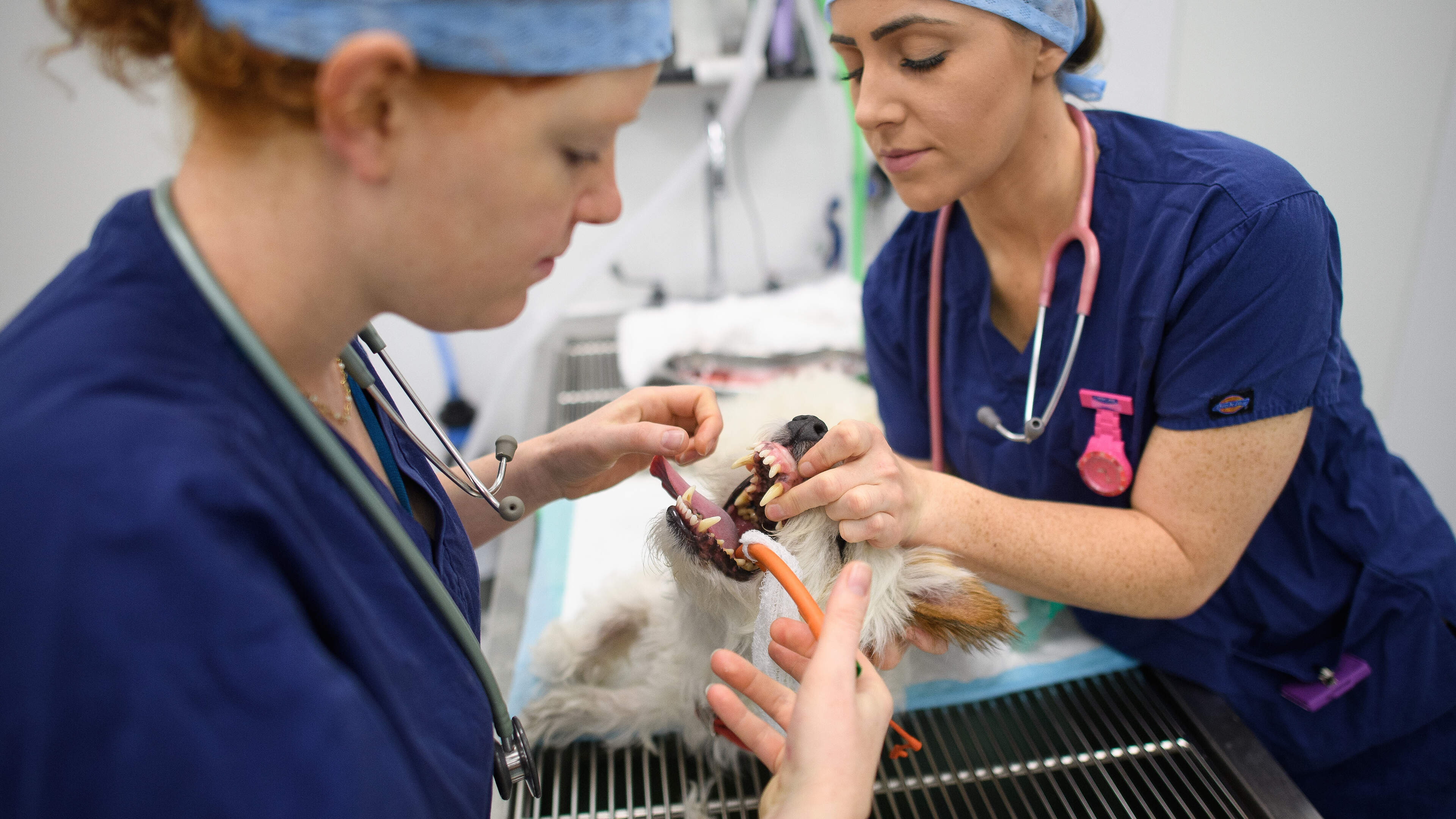 Cut back on treatments for sick pets, says ACM: 'Not everything possible is desirable'