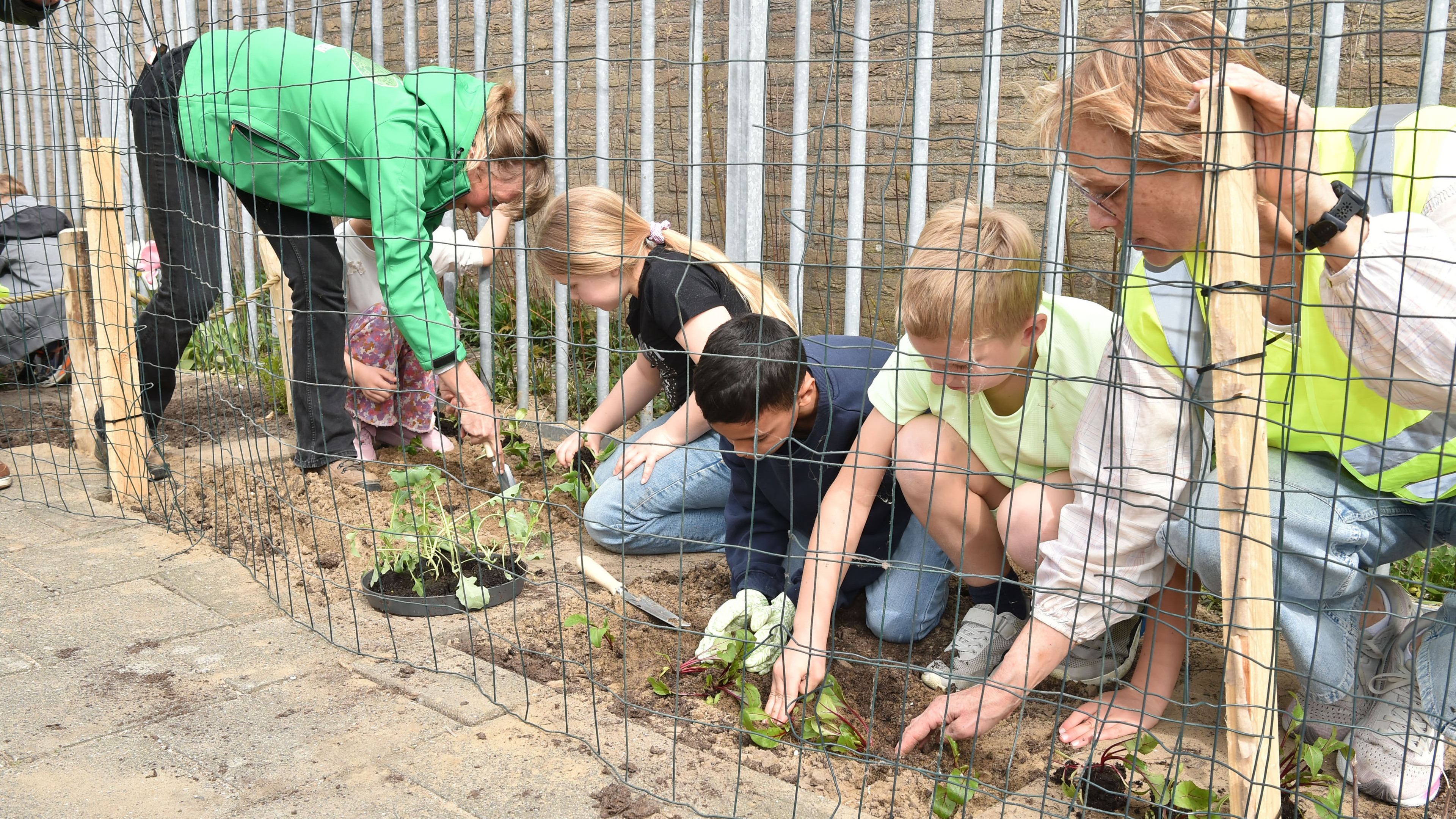From concrete to broccoli: schoolyards in Beverwijk and Heemskerk make way for school gardens. Nature is so educational