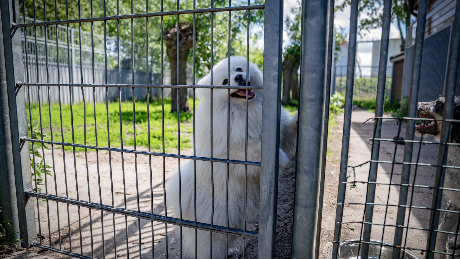 In dierenpension ’t Schuthok in Den Helder is deze zomer ook ieder hok gevuld.