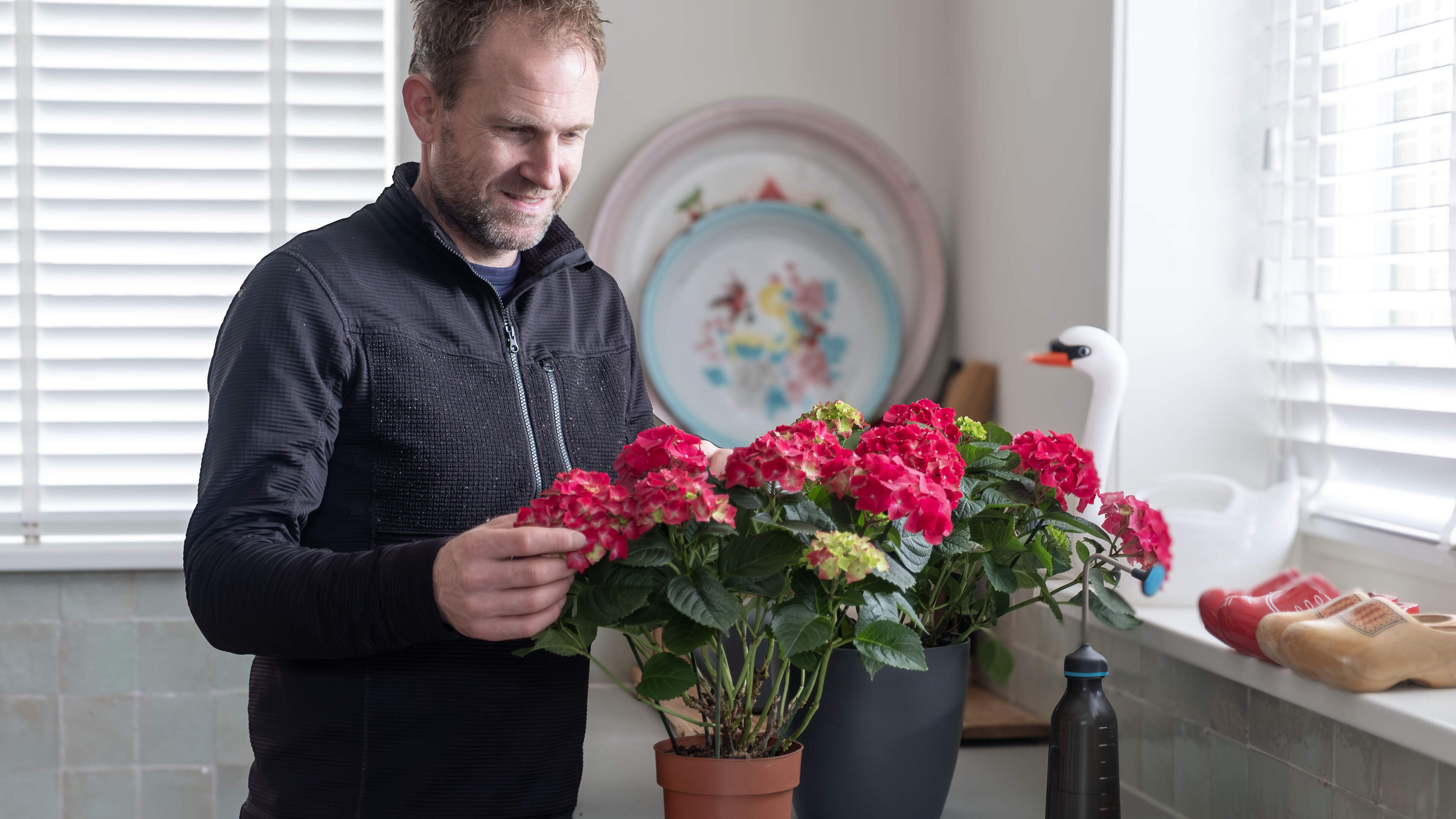 My houseplant is growing well but getting brown, dry spots on the leaves. What is going wrong?