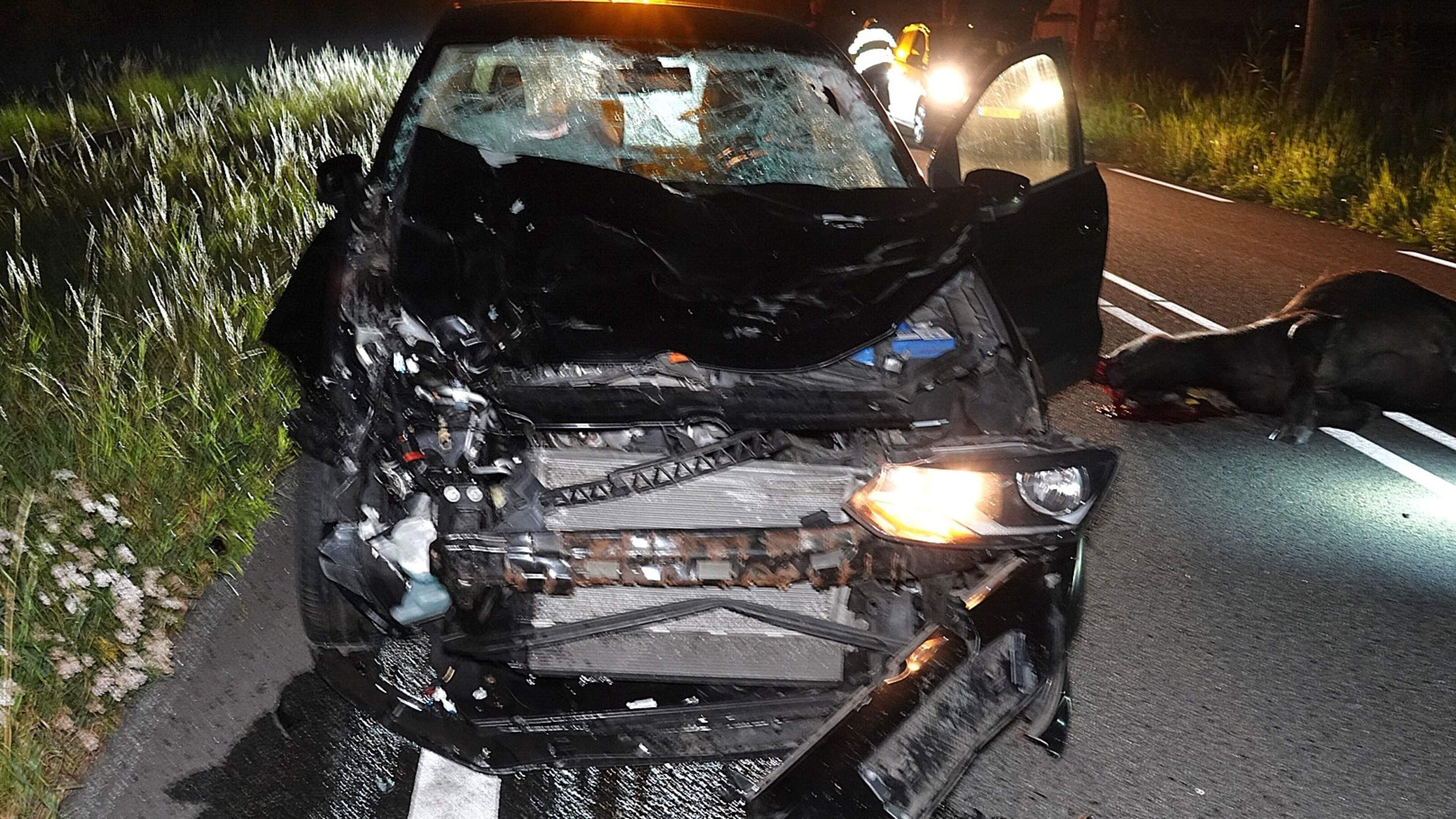 112-nieuws: bromfietser gewond na aanrijding Westzaan, automobilist rijdt drie ontsnapte koeien aan 