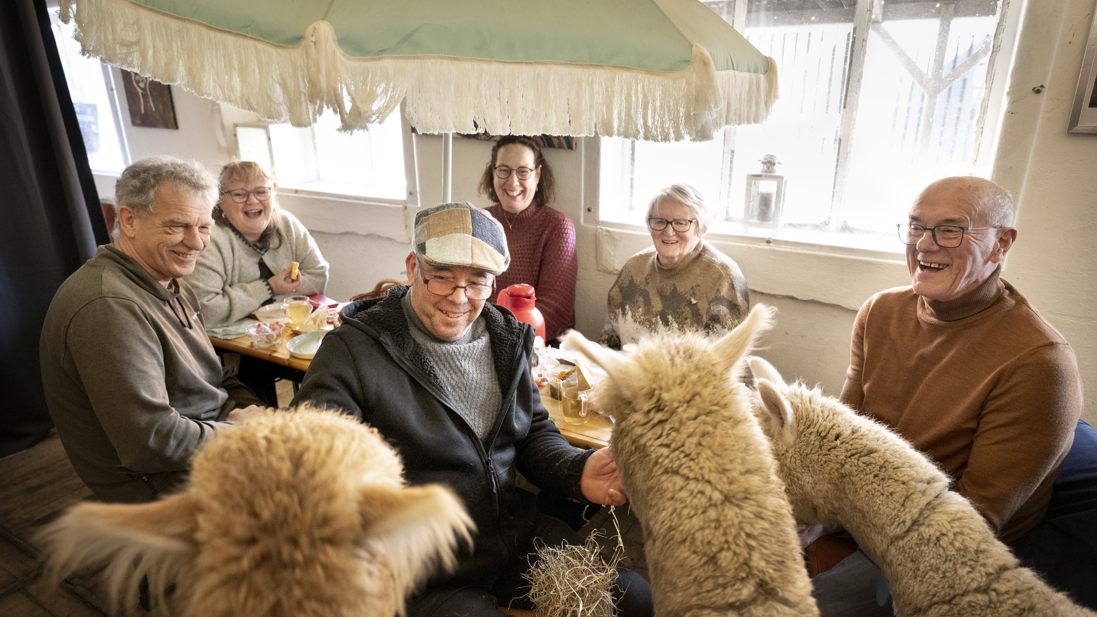 High tea among alpacas: 'Something different from just sitting in a restaurant'