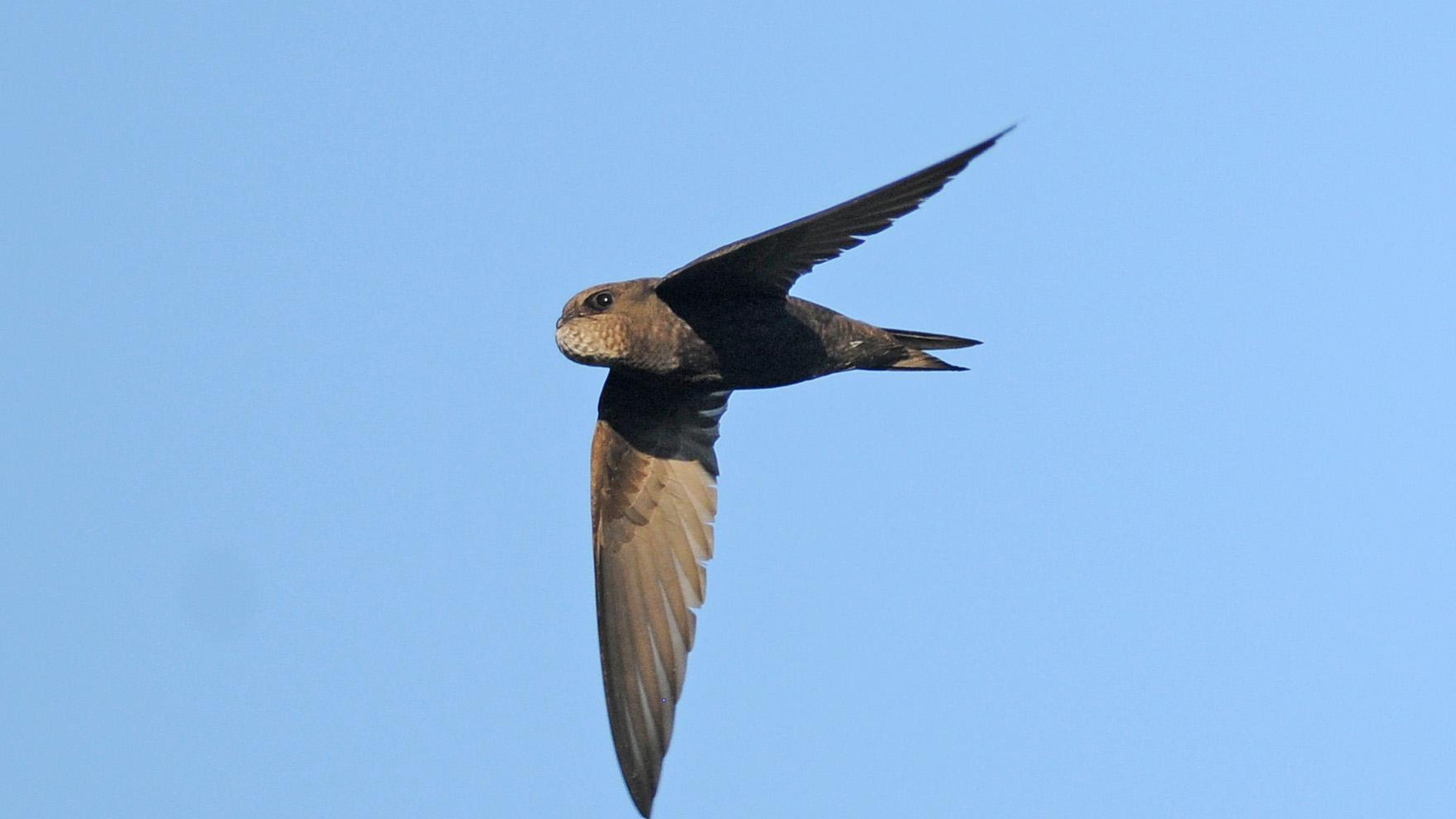 Alkmaar geeft gratis nestkastjes weg voor de gierzwaluw. Het vogeltje ...