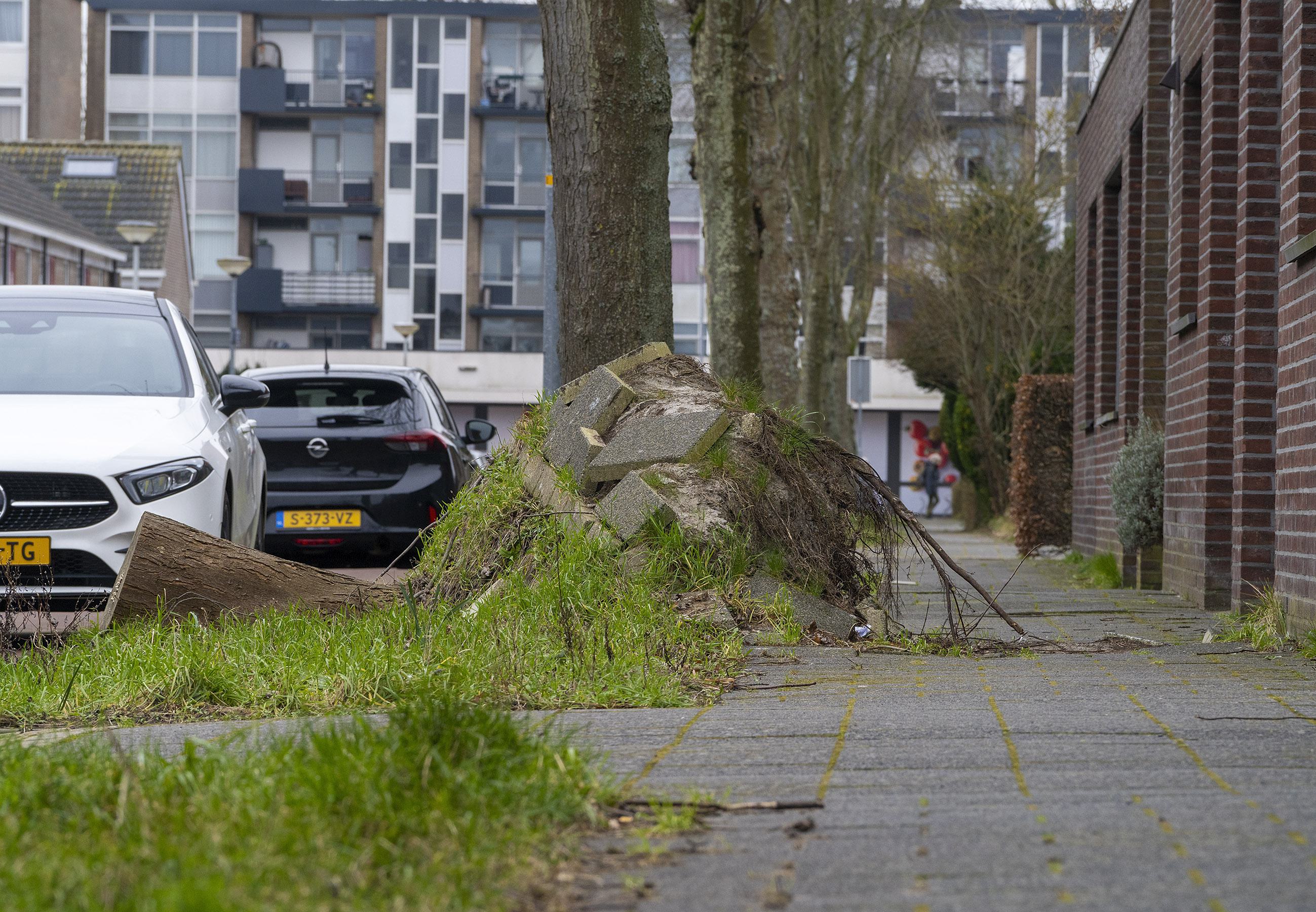 Struikelgevaar in Alkmaarse wijk De Hoef, nog maanden na storm Poly. SP maant tot actie