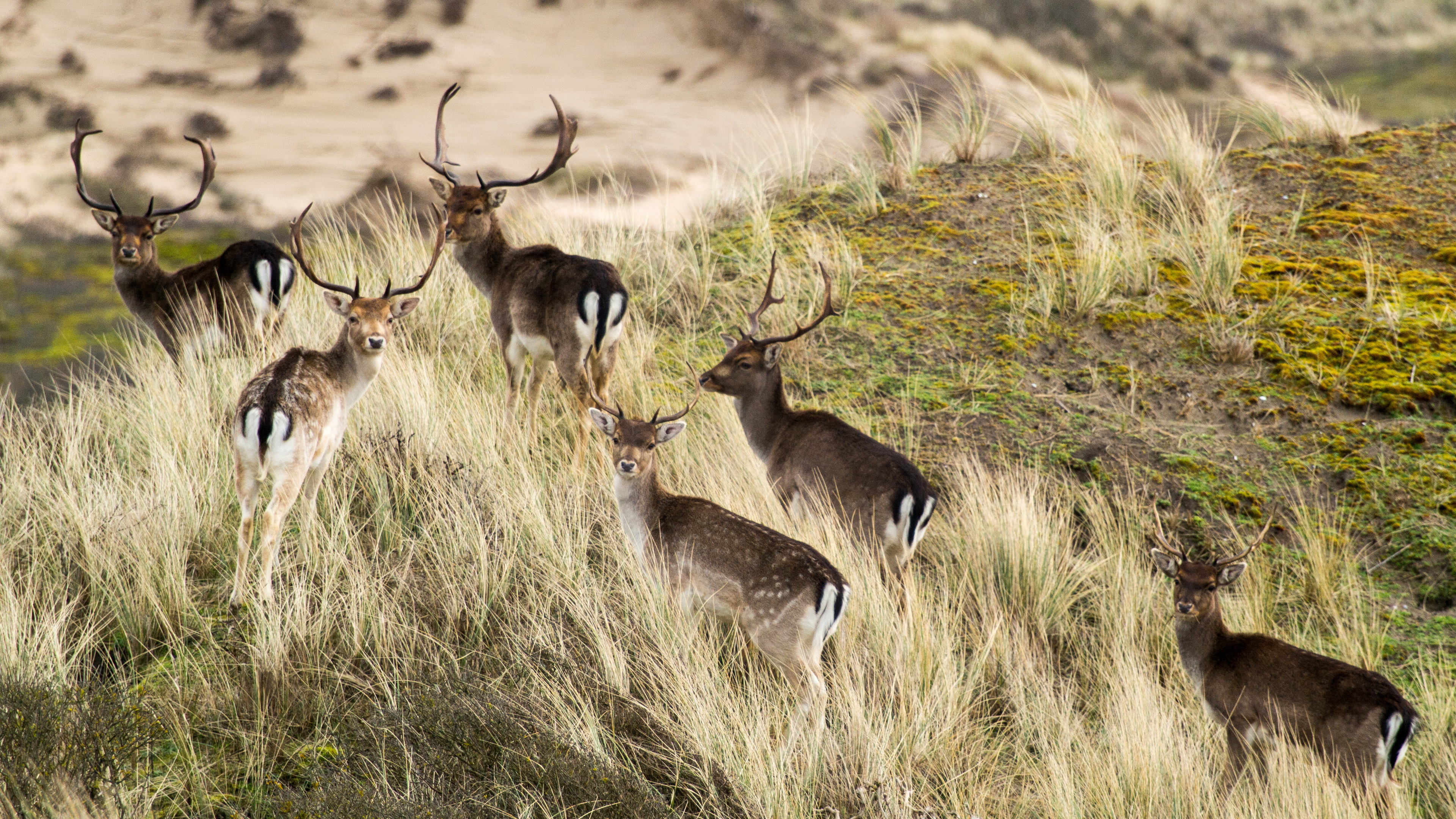 Professor wants more focus on nature in coastal reinforcement: Allow yourself to dream a little