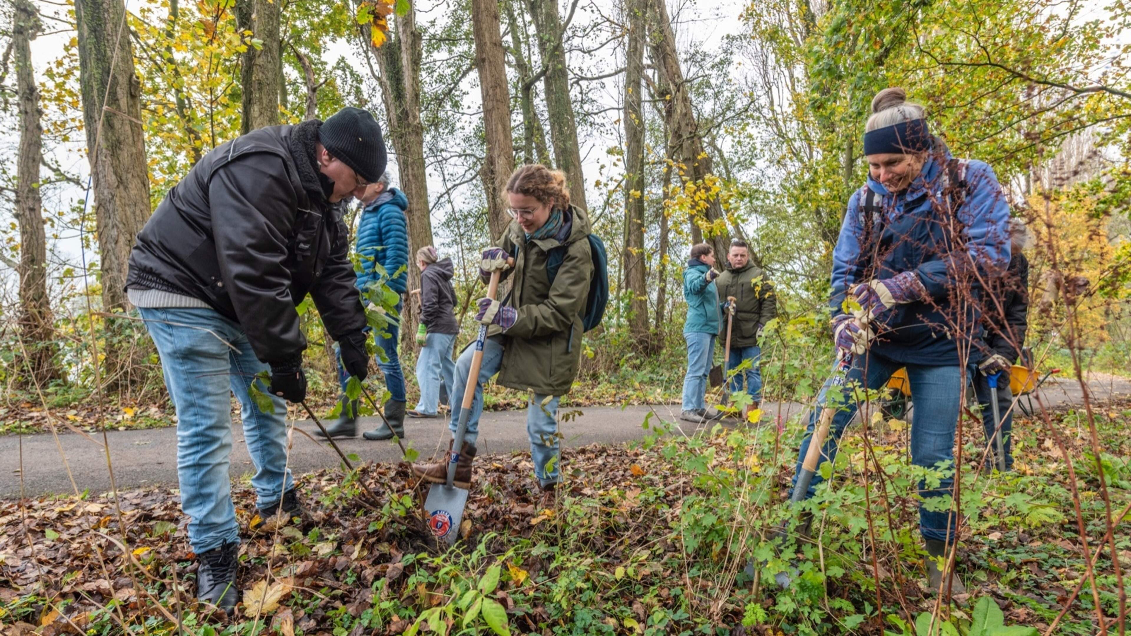 Opnieuw kansarme boompjes oogsten op de Vooroever