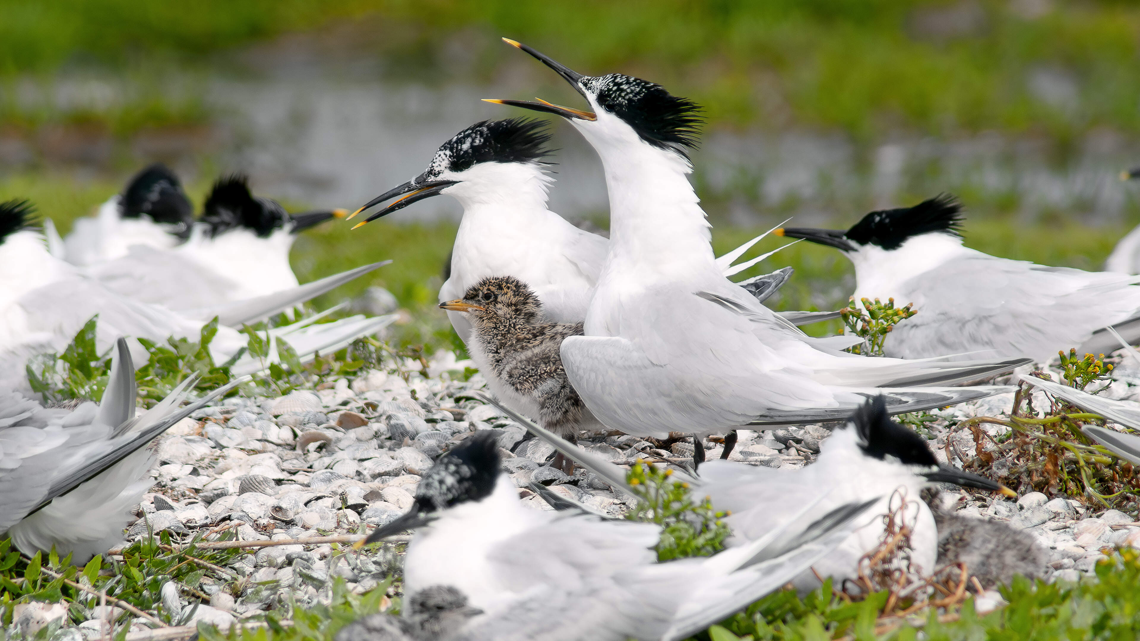 Area off the coast of North and South Holland to become protected nature zone for birds