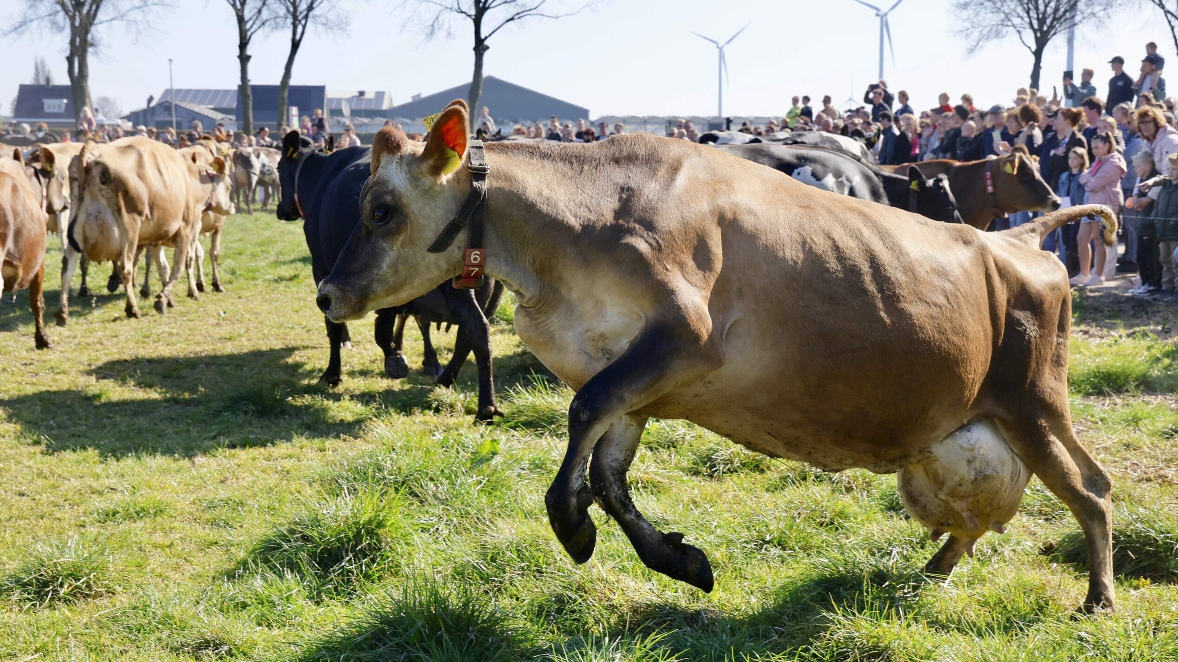 Koeien van Koopman dansen onder grote belangstelling en in een stralend zonnetje de stal uit