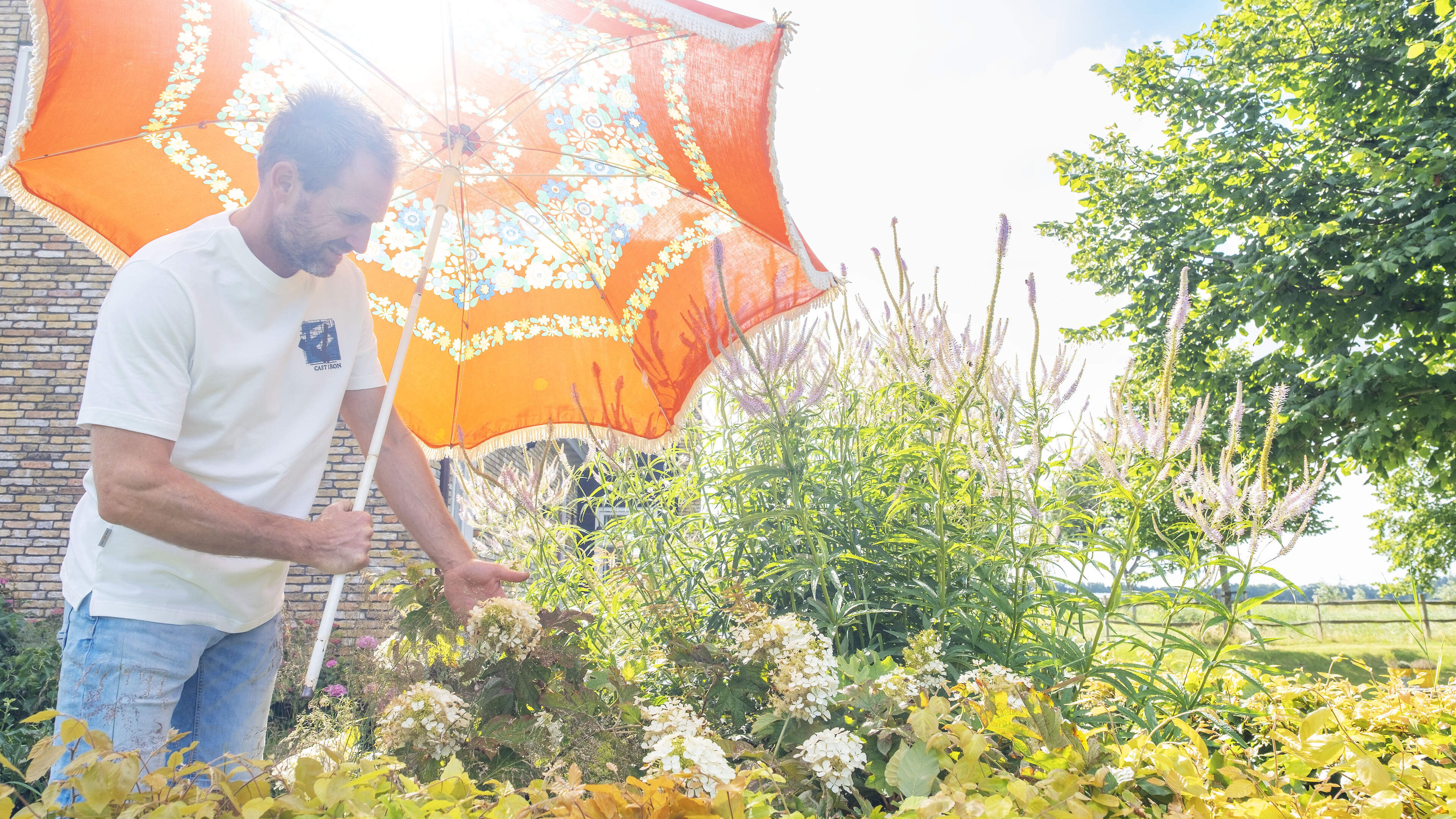 Farmer Tom’s advice: ‘My hydrangeas are turning brown so quickly, what can I do?’