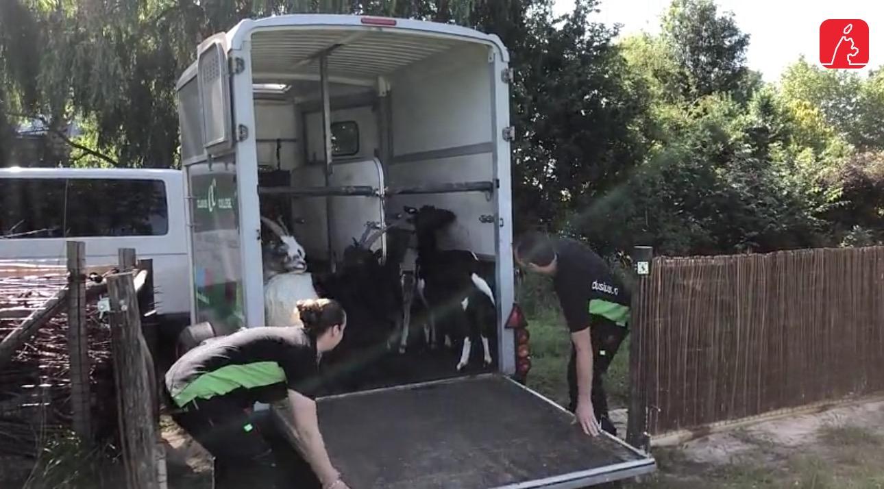 Geitjes Clusius College Alkmaar logeren in Warder: ’Hier vieren ze een geweldige zomervakantie’[vide